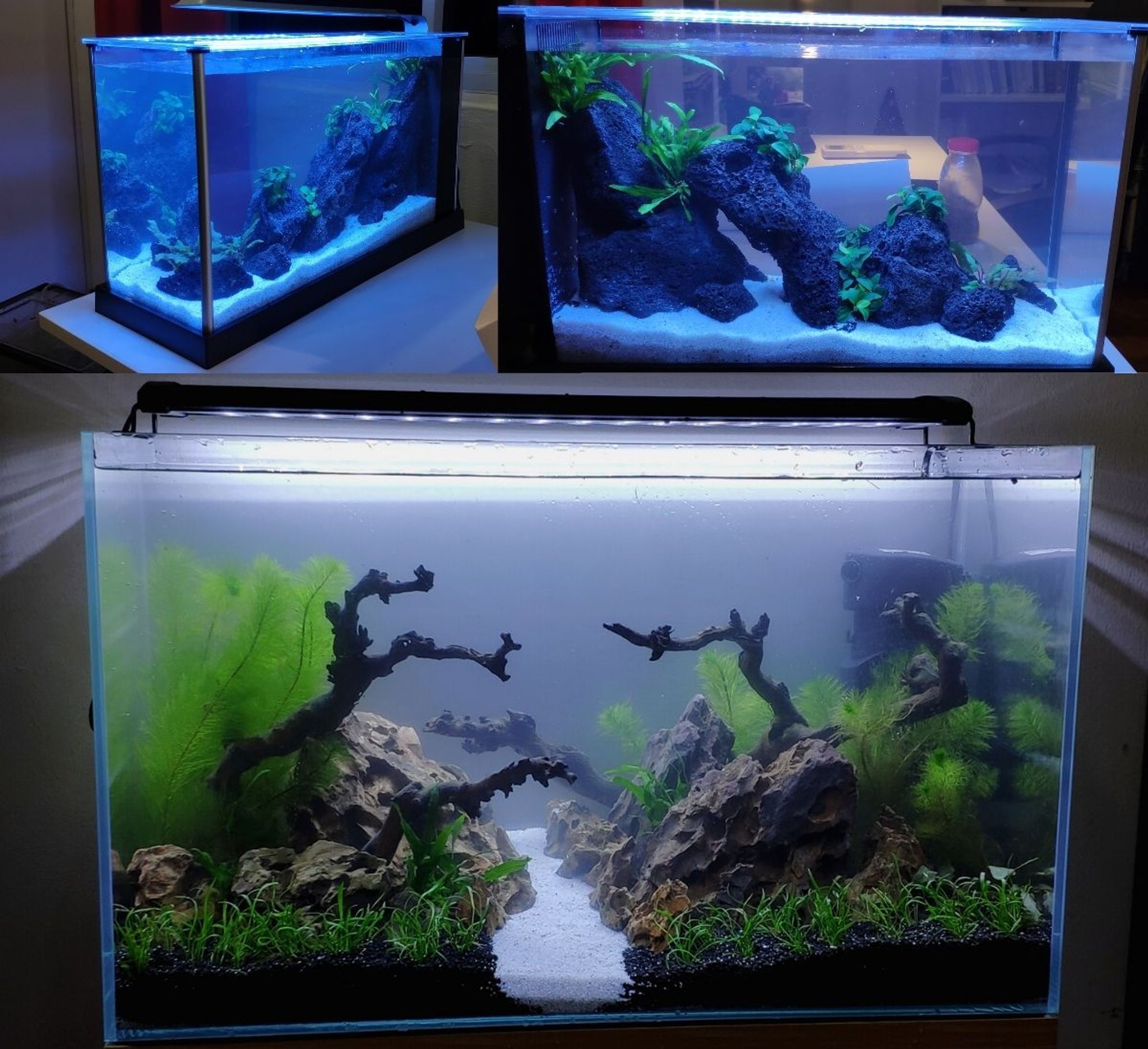 FishyHub Aquascaping Service for 4 feet tanks