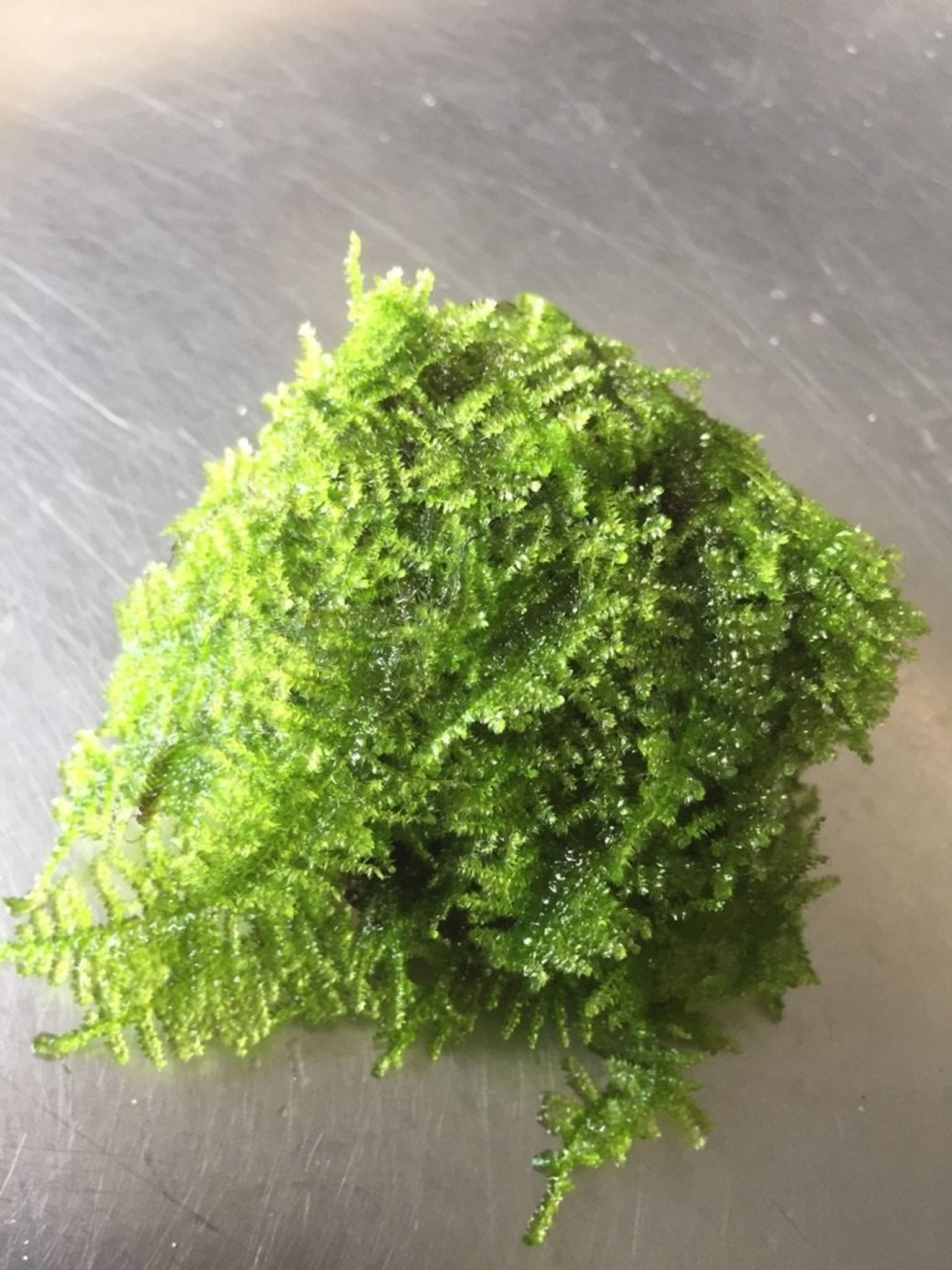 Christmas Moss on Rocks