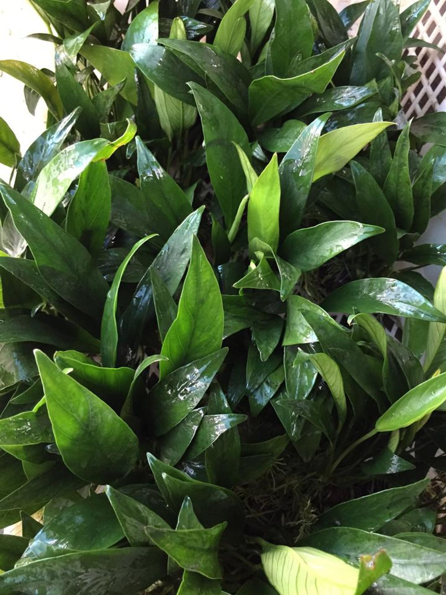 Anubias Barteri Angustifolia