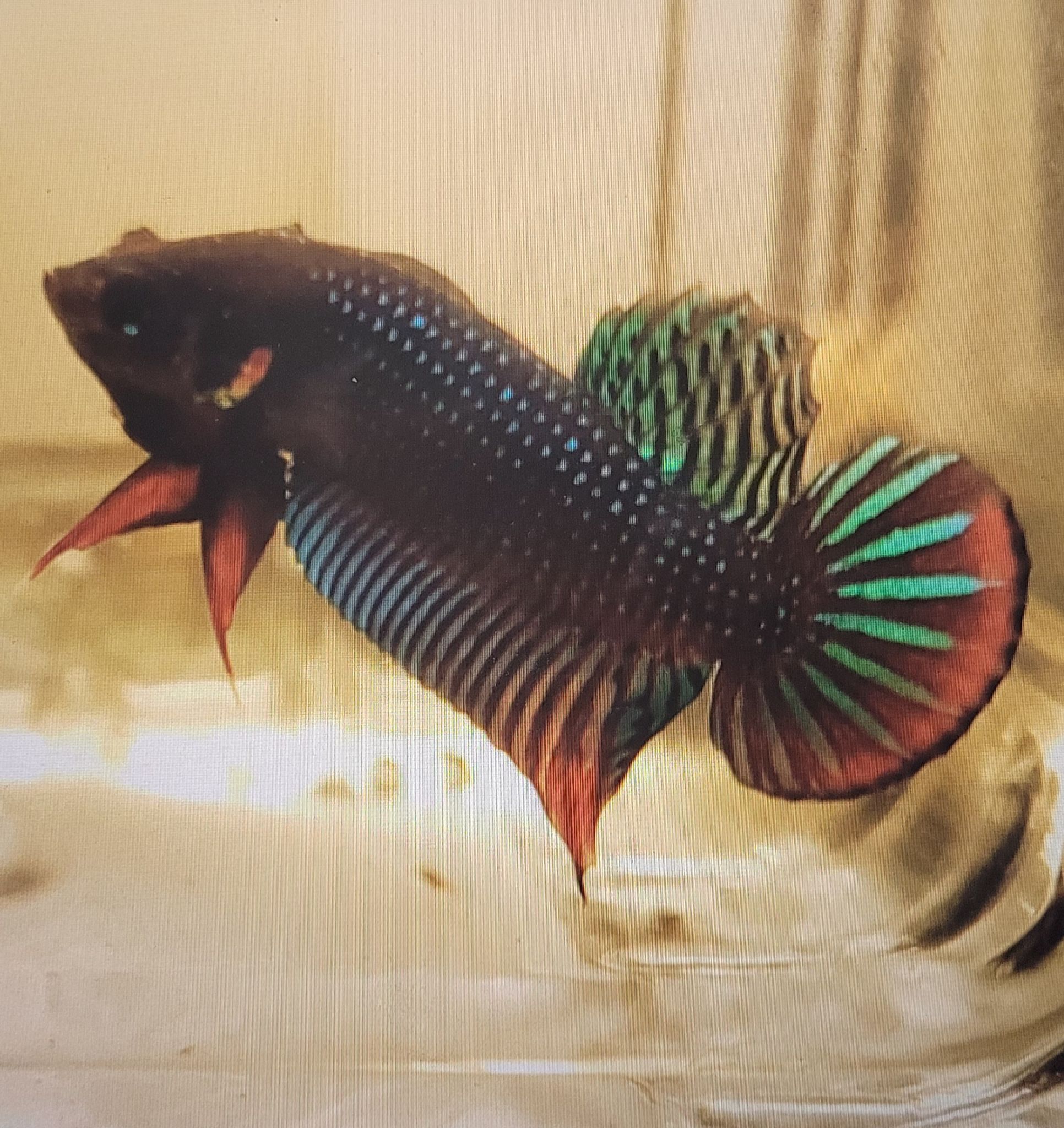 Betta Siamorientalis