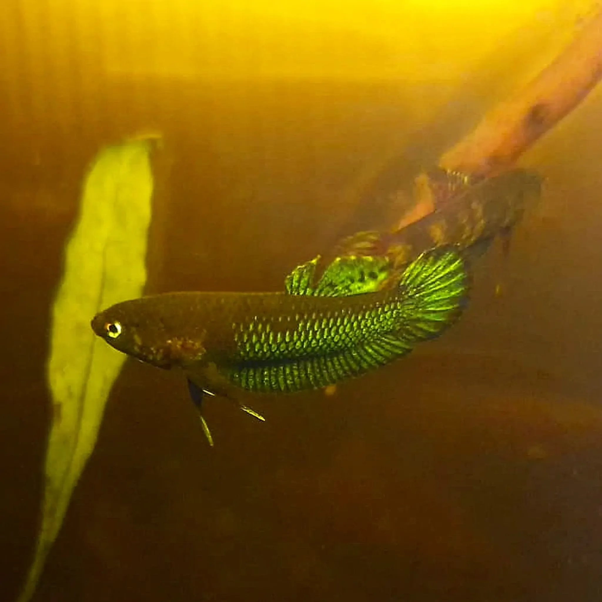 Betta Persephone