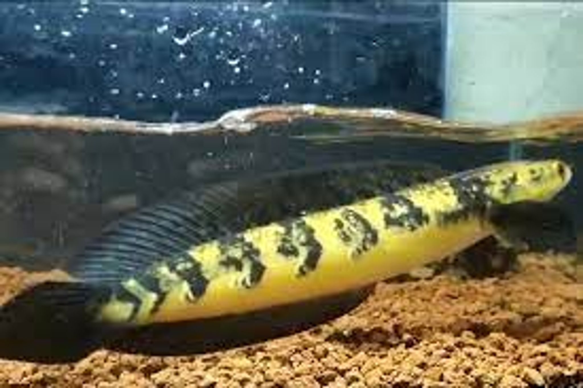 CHANNA YELLOW SENTARUM