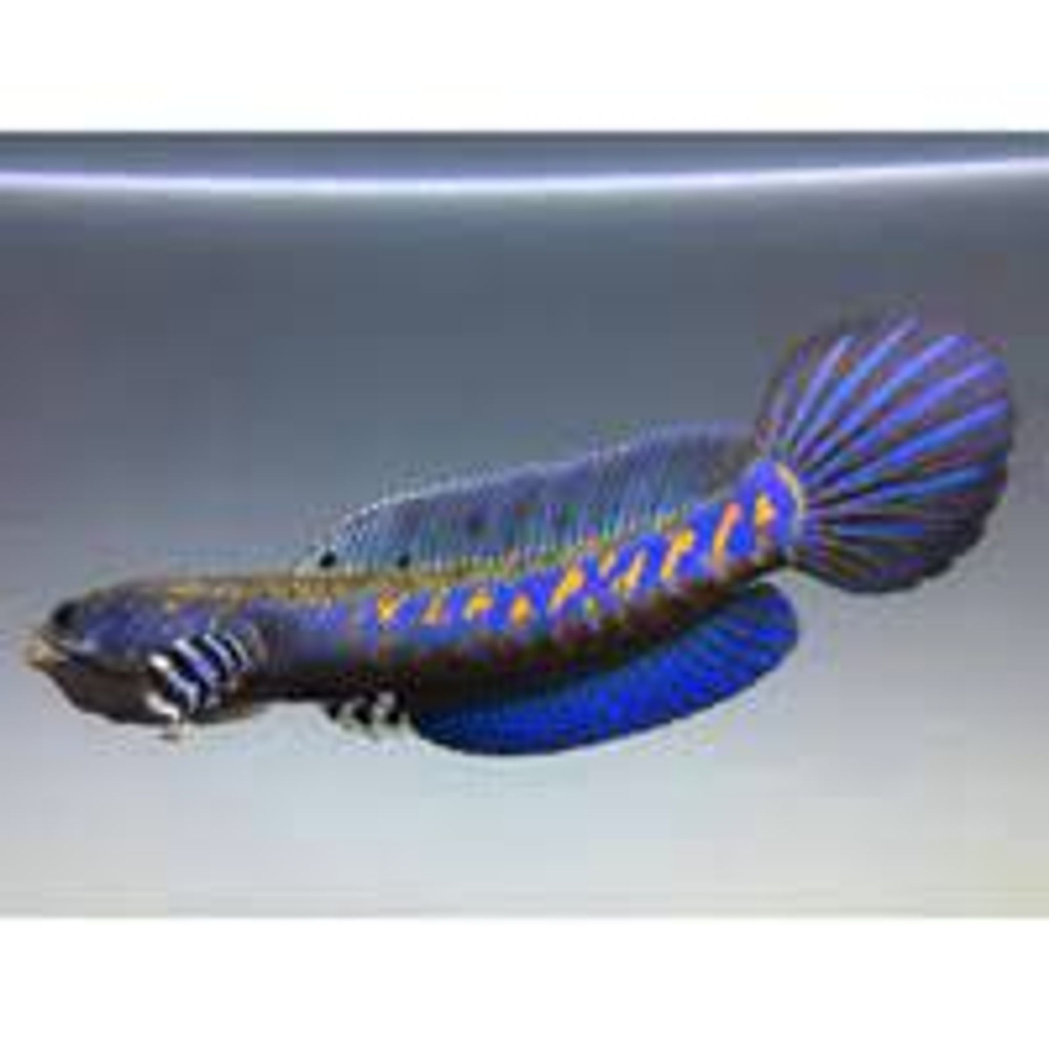 Blue Channa Pulchra (Peacock Snakehead)