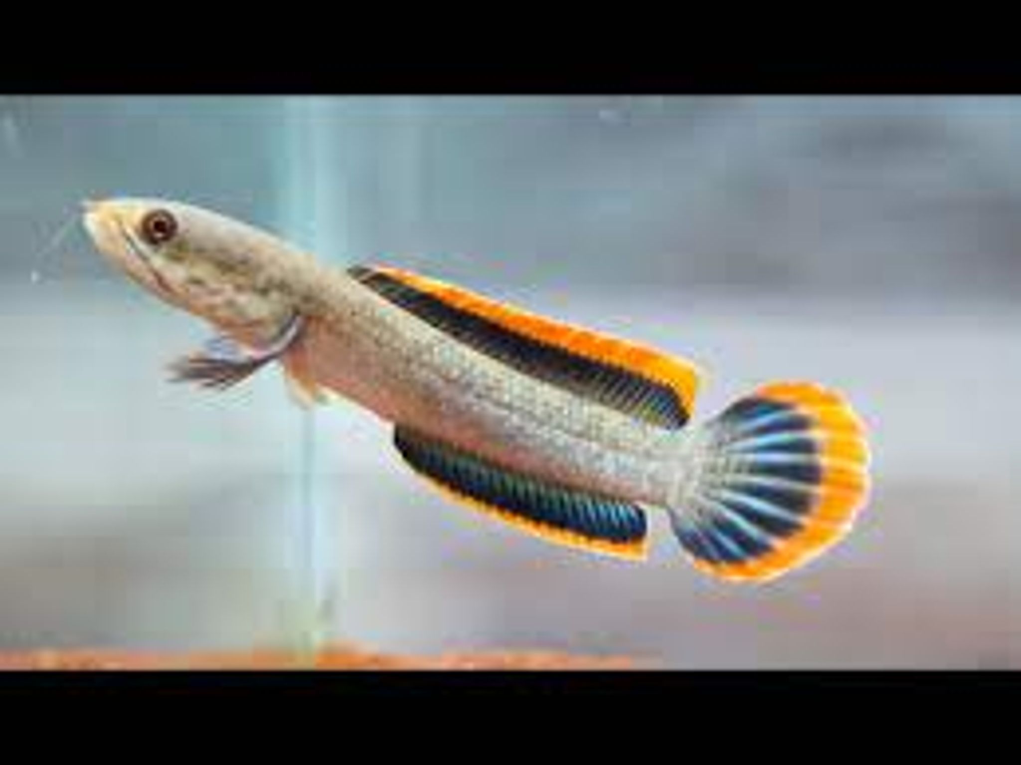 CHANNA LIMBATA