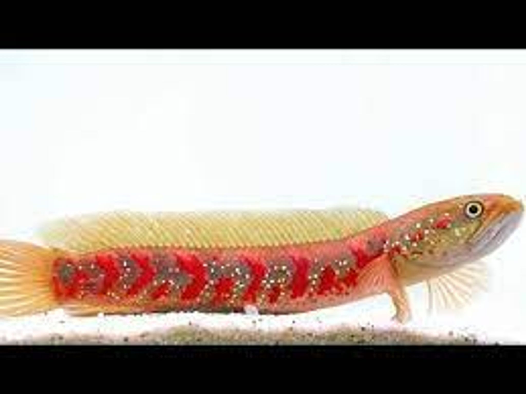 CHANNA ASIA TIKA RED STRIP WS PURE