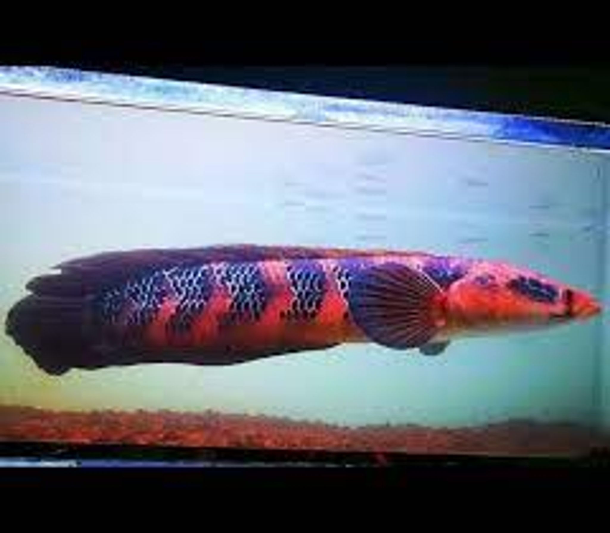 CHANNA RED BARITO