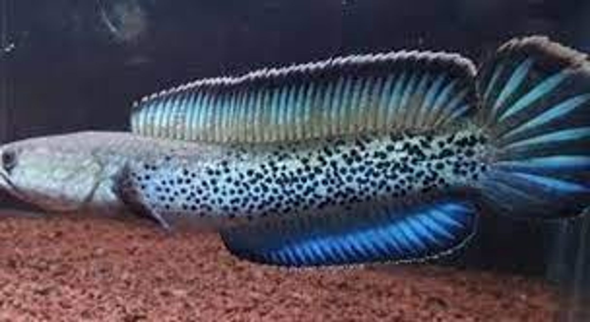 CHANNA STEWARTI