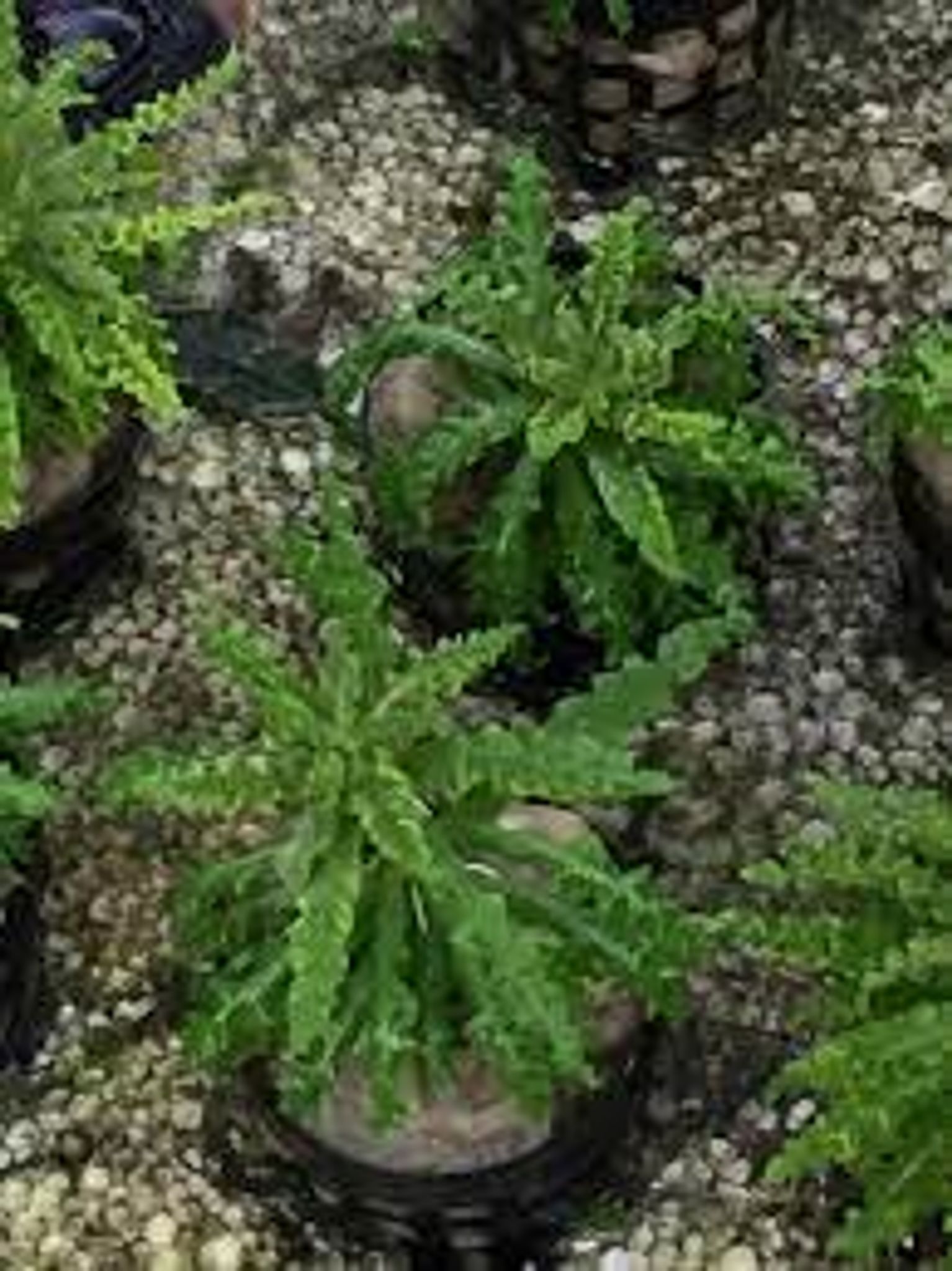 Pogostemon Helferi