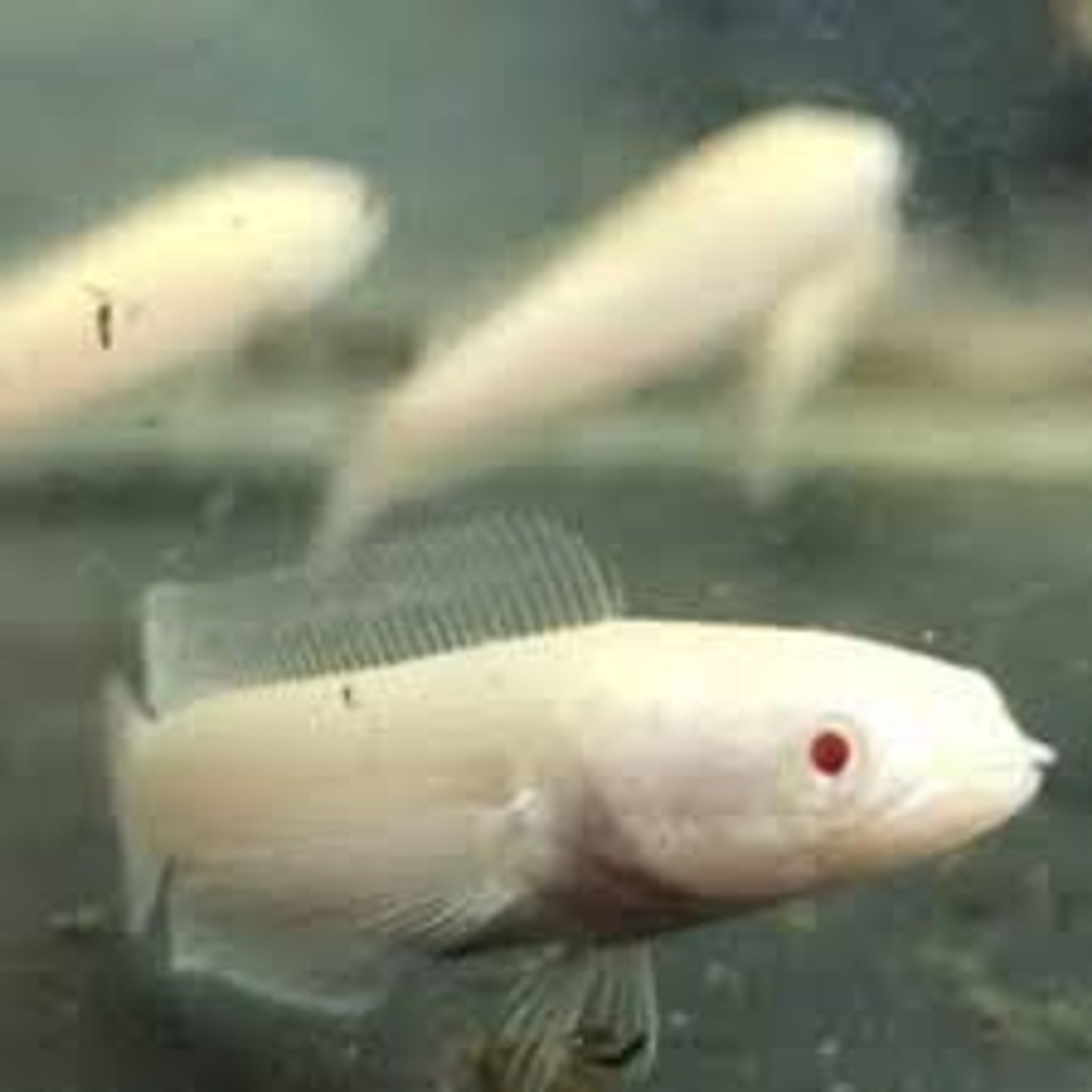 CHANA ALBINO STRIATA