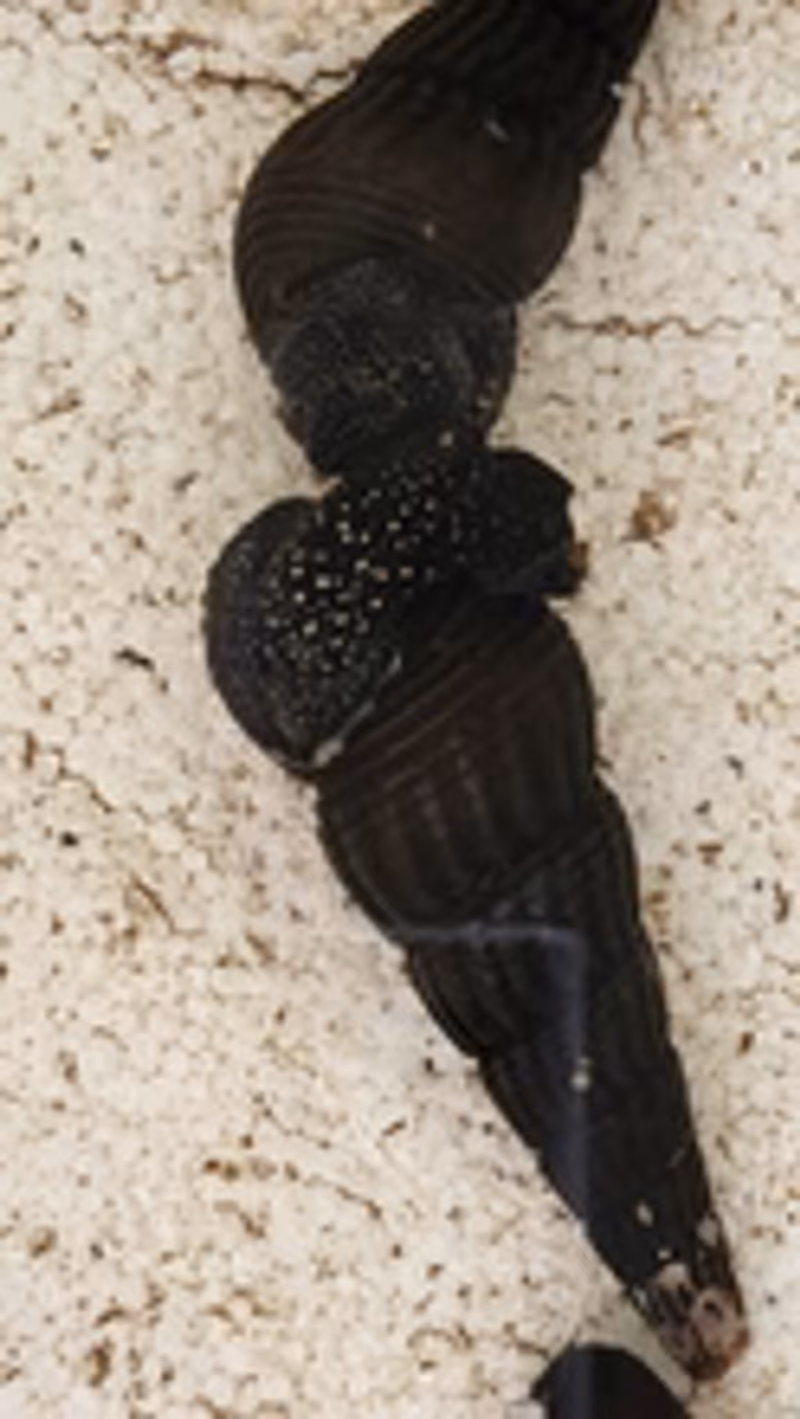 White spotted rabbit snail 6cm