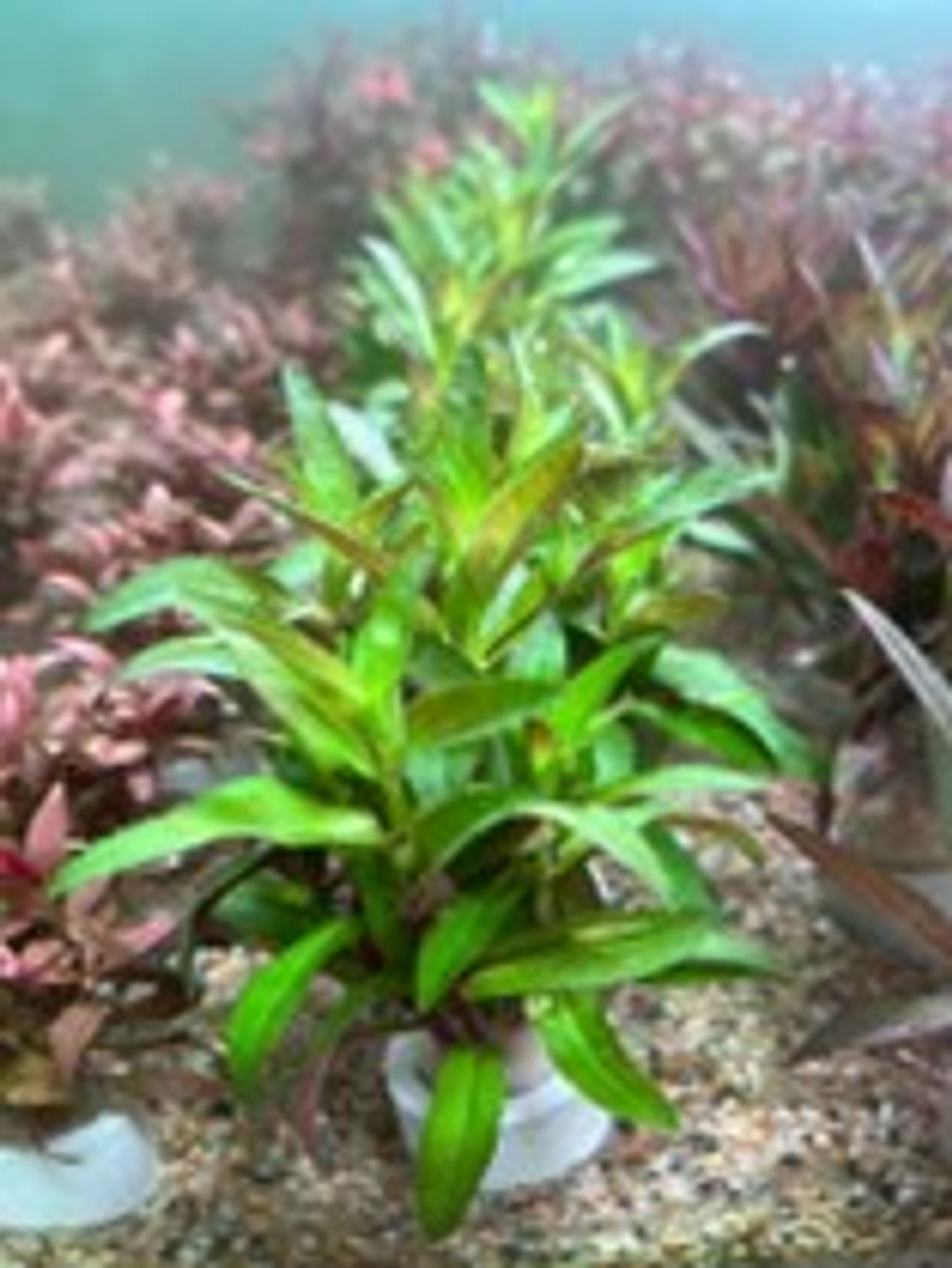 Limnophila Aromatica
