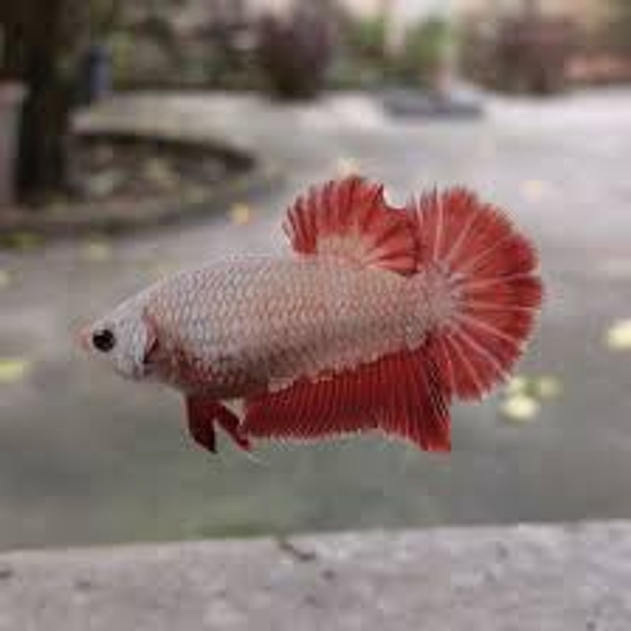 hmpk red dragon copper