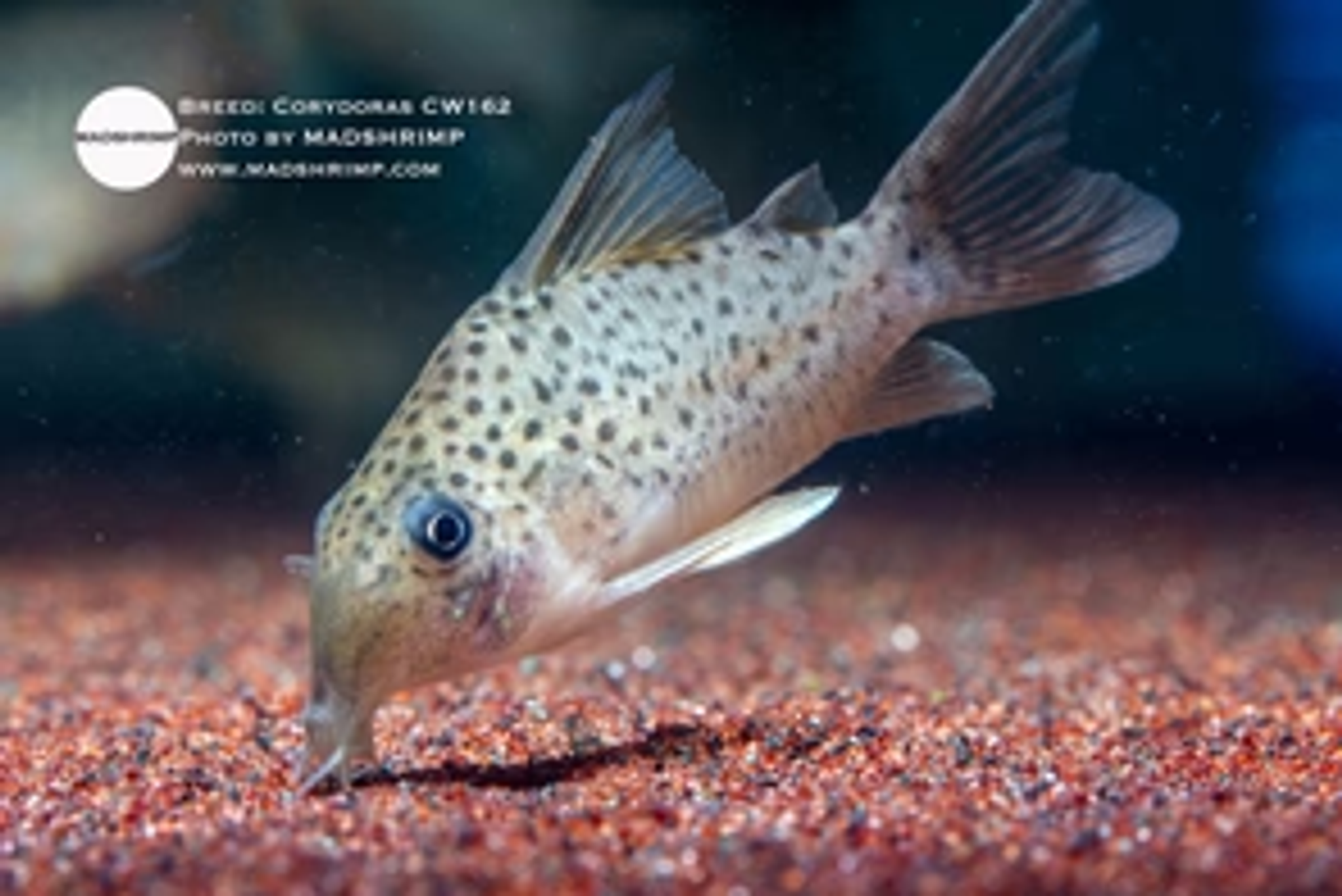Hoplisoma CW162