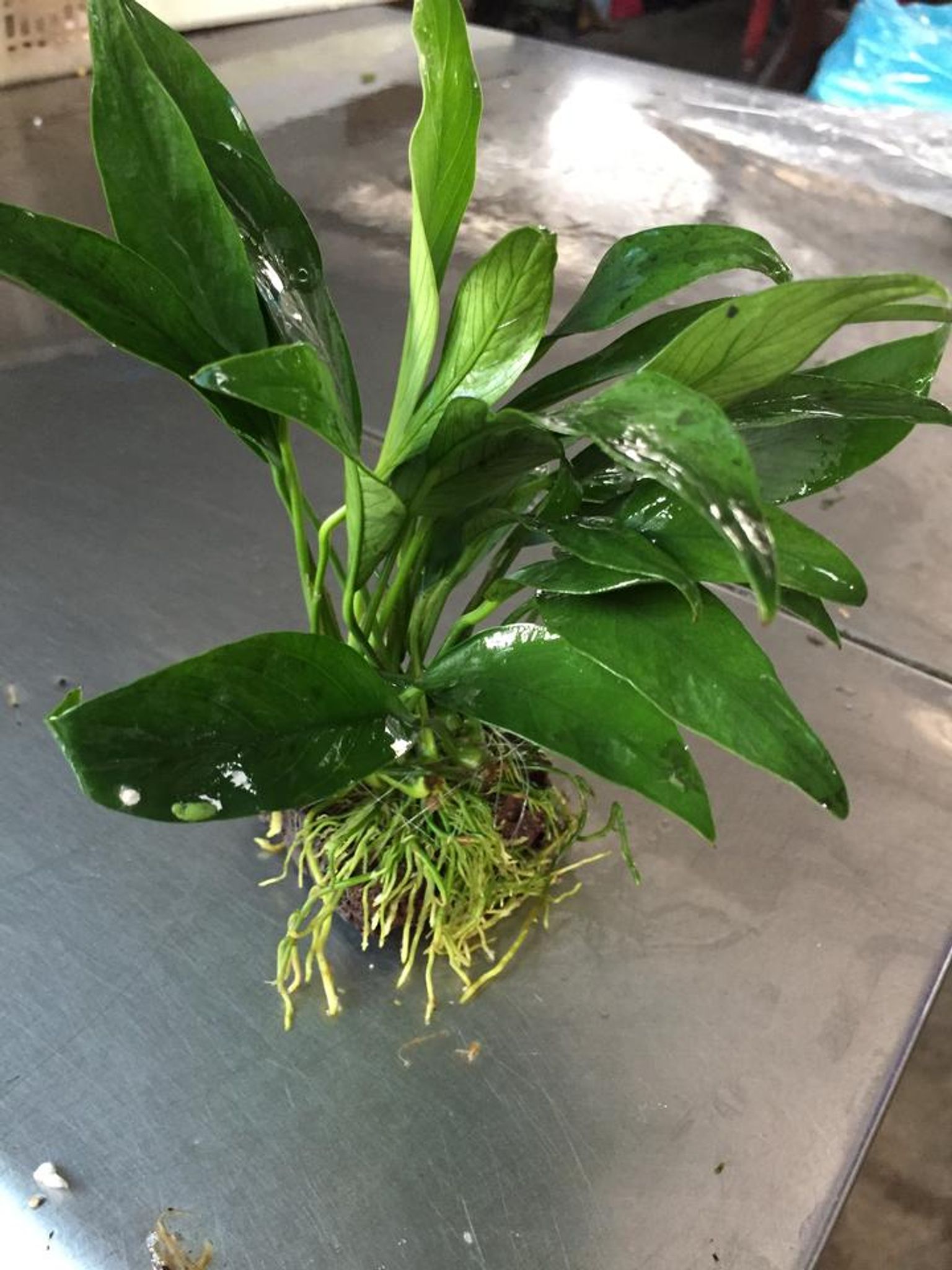 Anubias Barteri Angustifolia