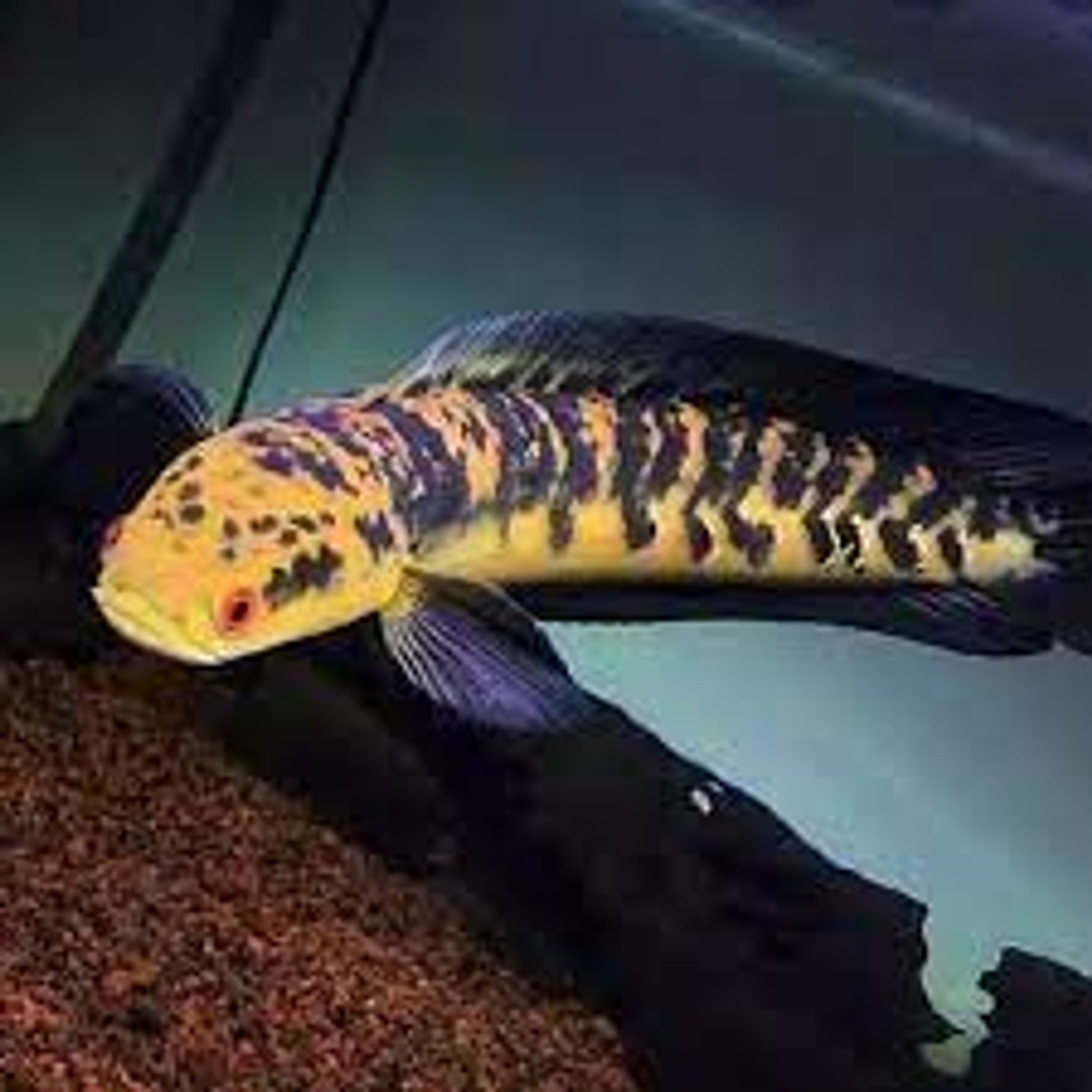 CHANNA YELLOW SENTARUM