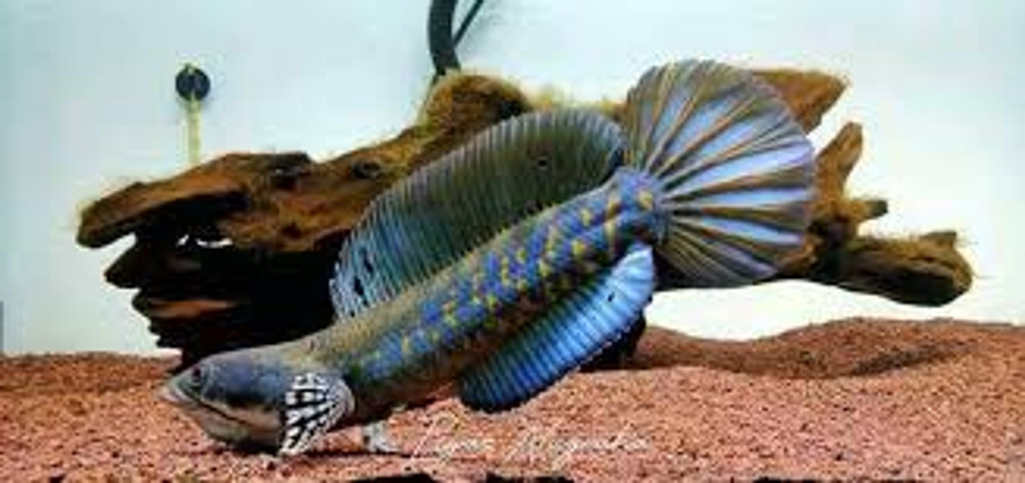 Blue Channa Pulchra (Peacock Snakehead)