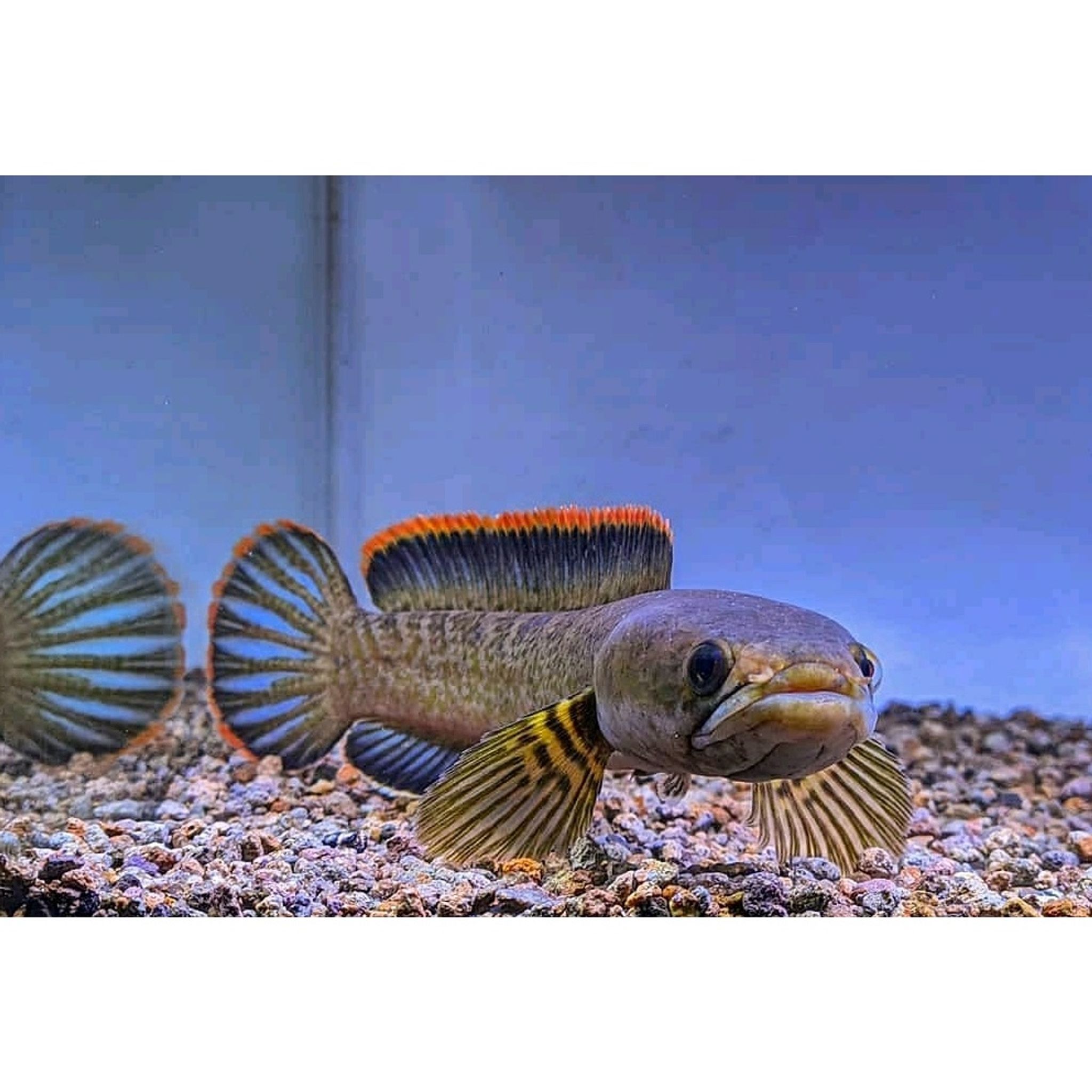 CHANNA LIMBATA