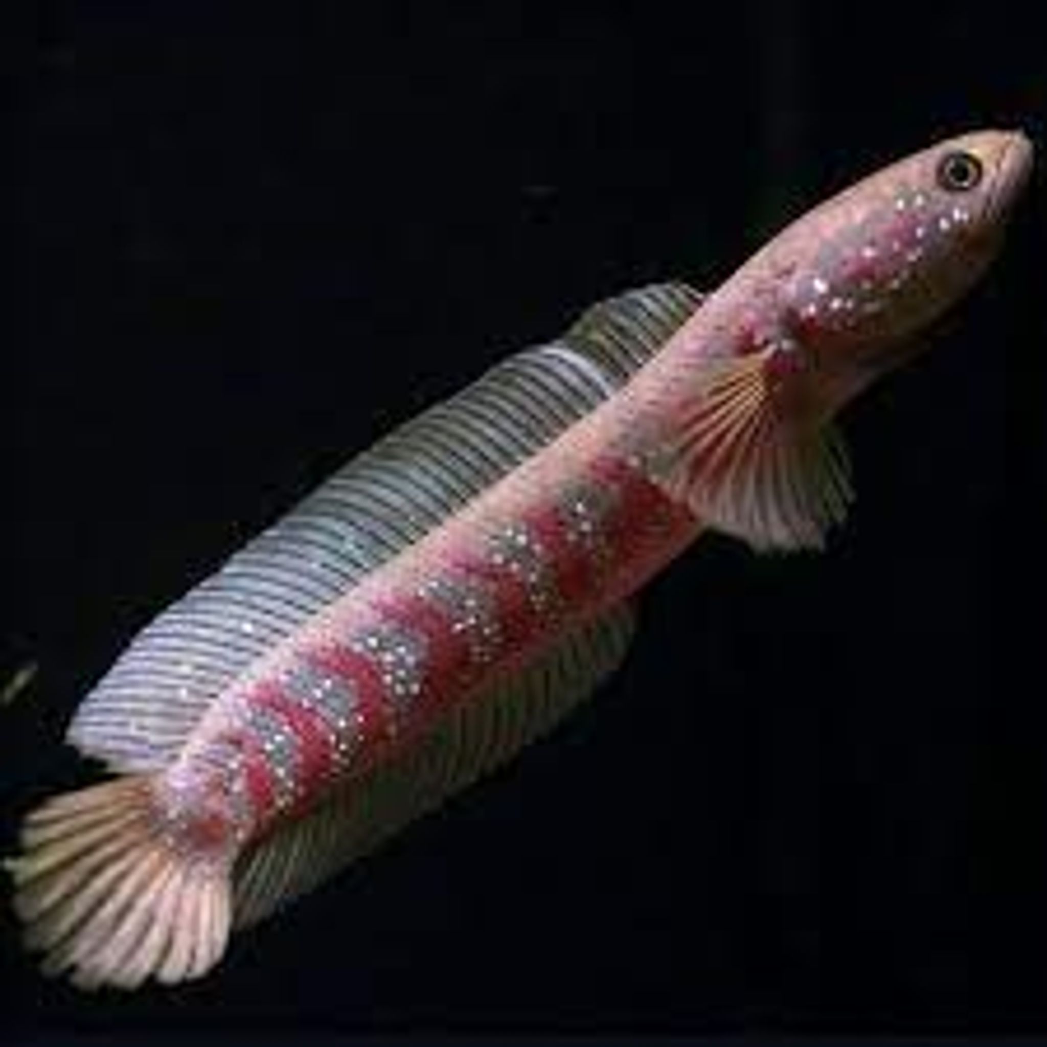 CHANNA ASIA TIKA RED STRIP WS PURE