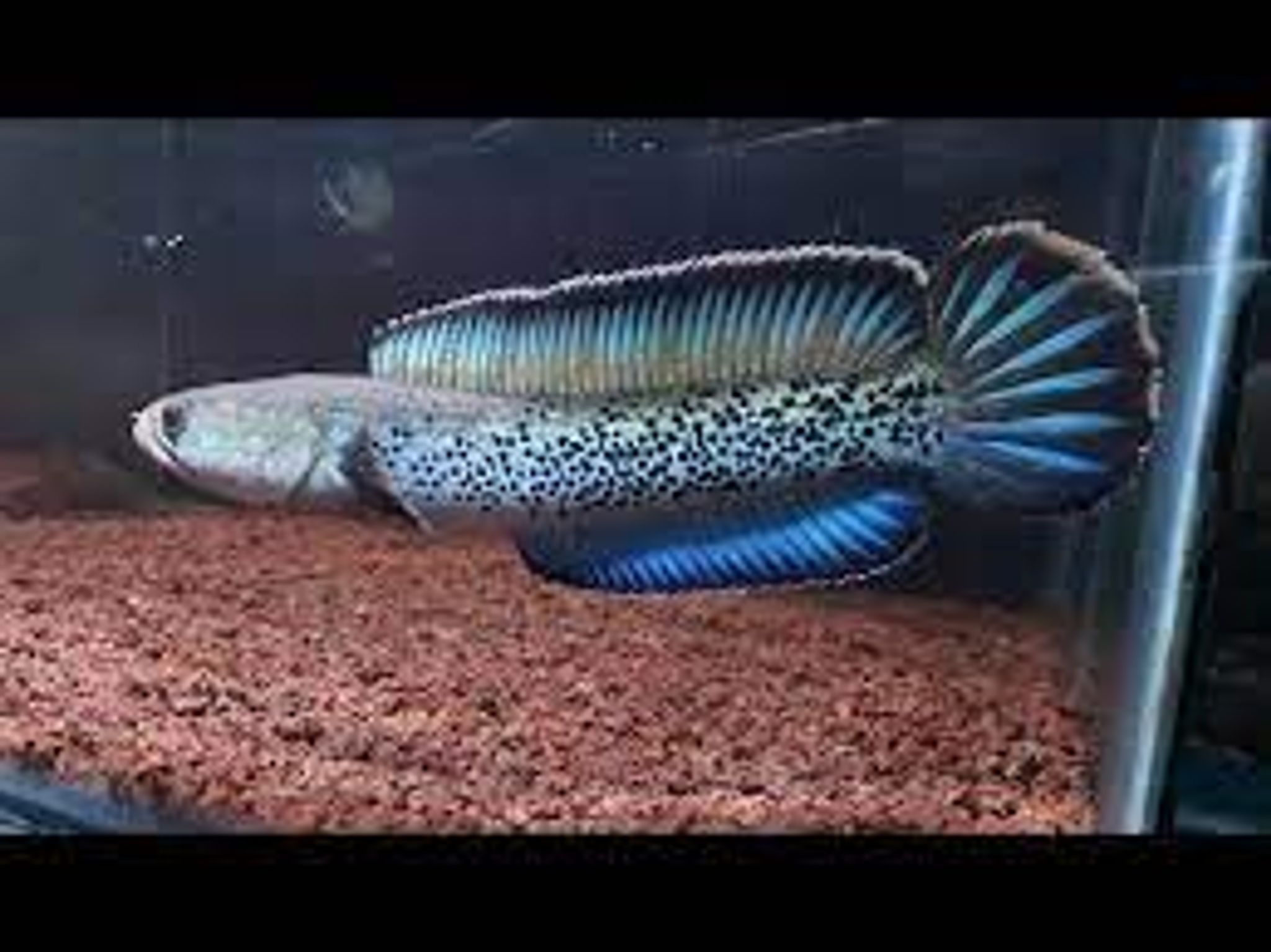 CHANNA STEWARTI