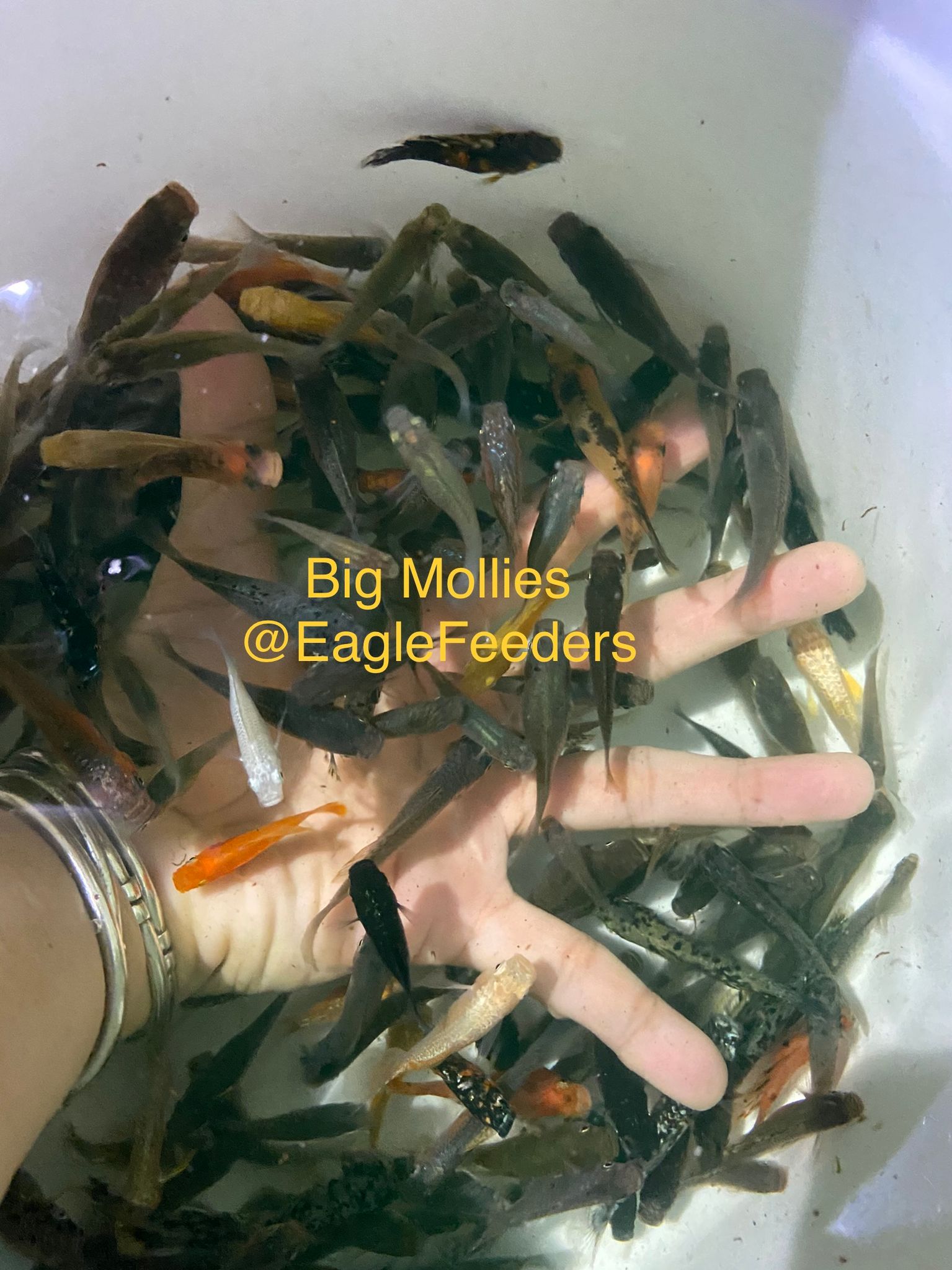 Live feed Molly Mollies assorted SM sizes Live Feeders