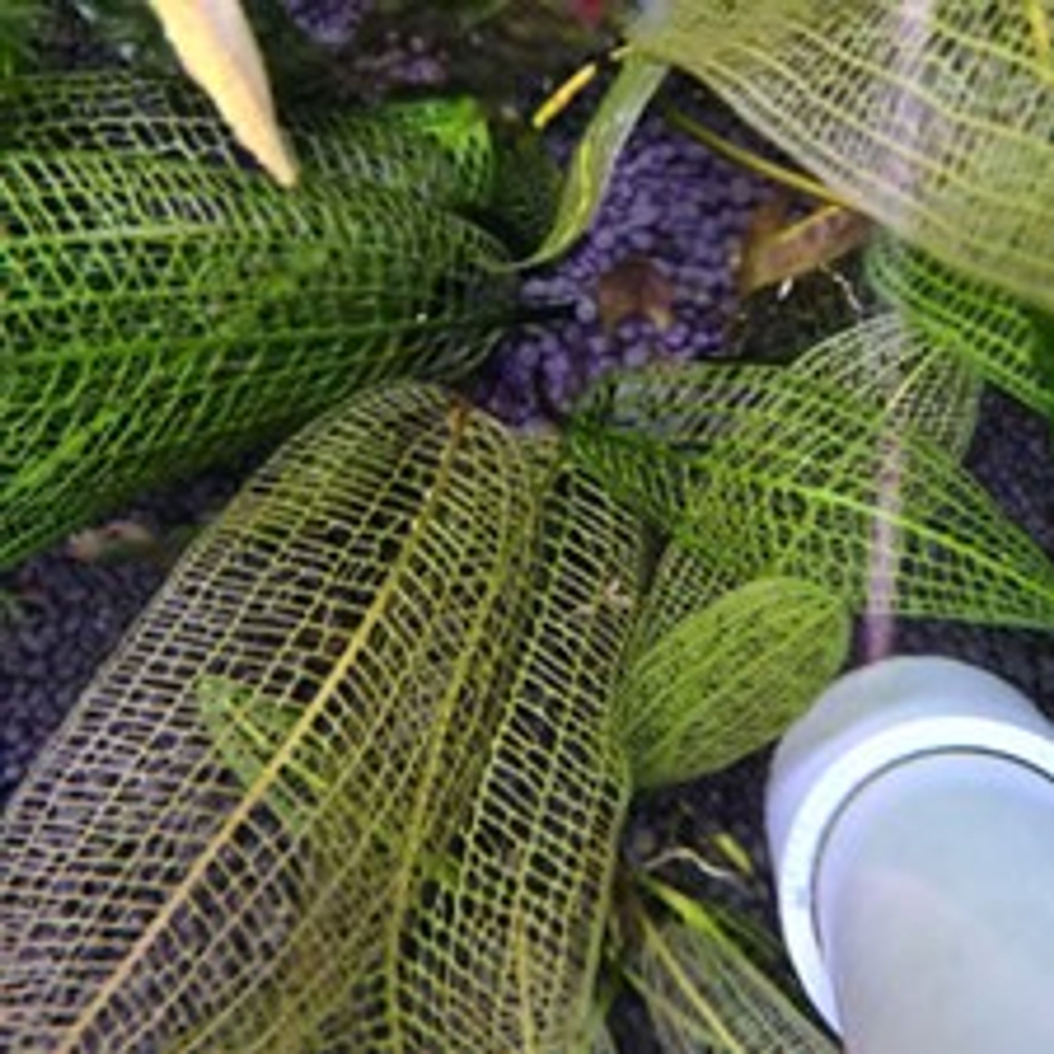 Aponogeton Madagascariensis