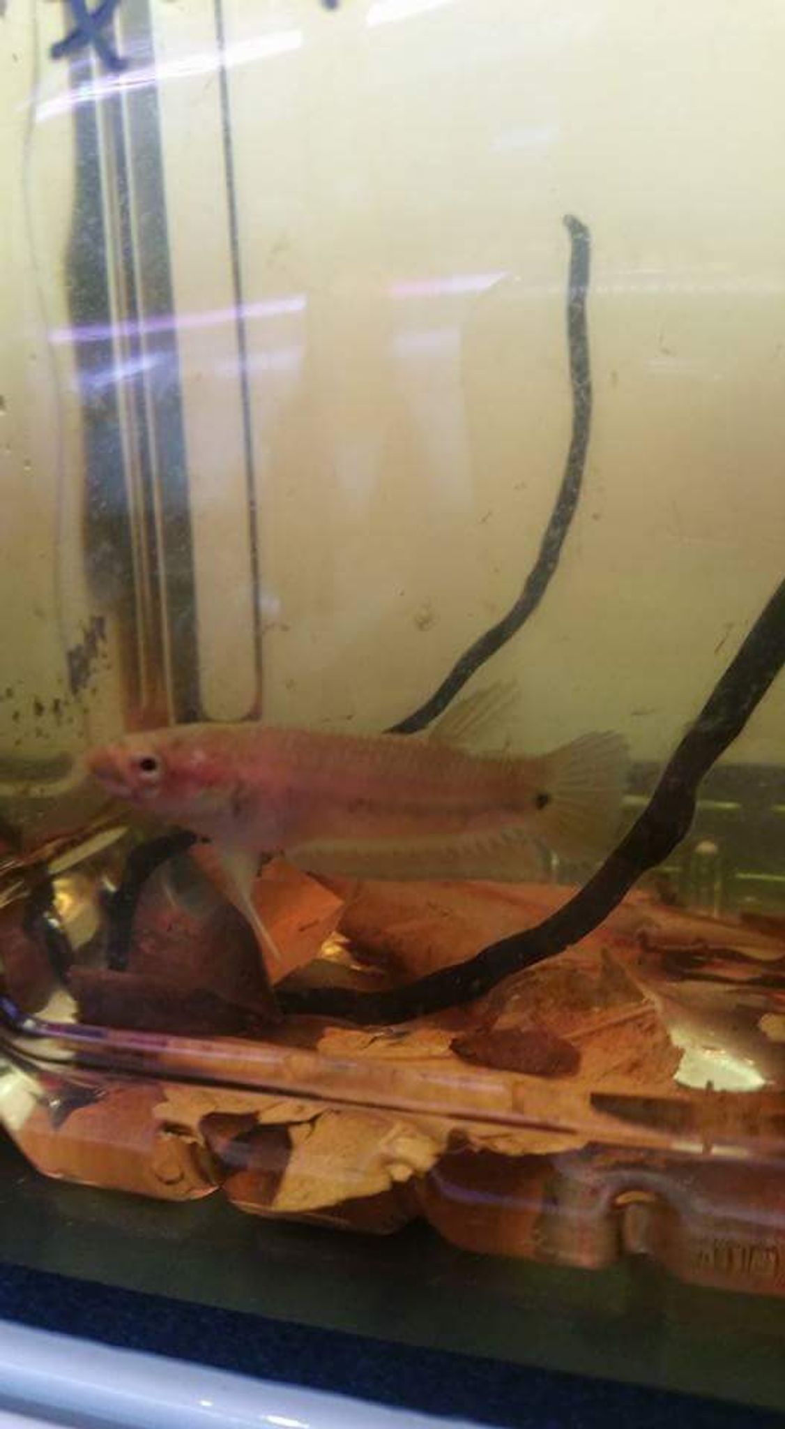Betta Ocellata