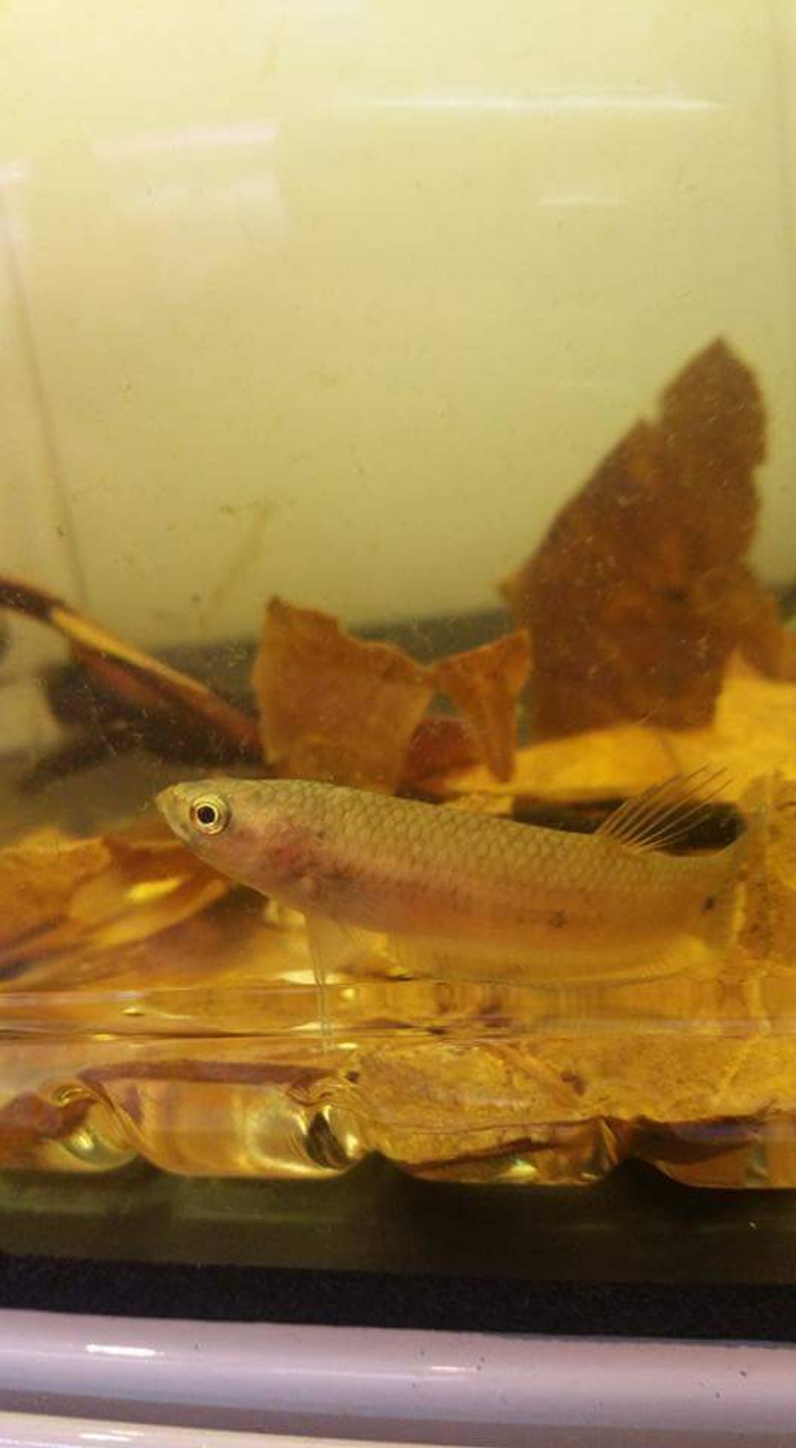Betta Ocellata
