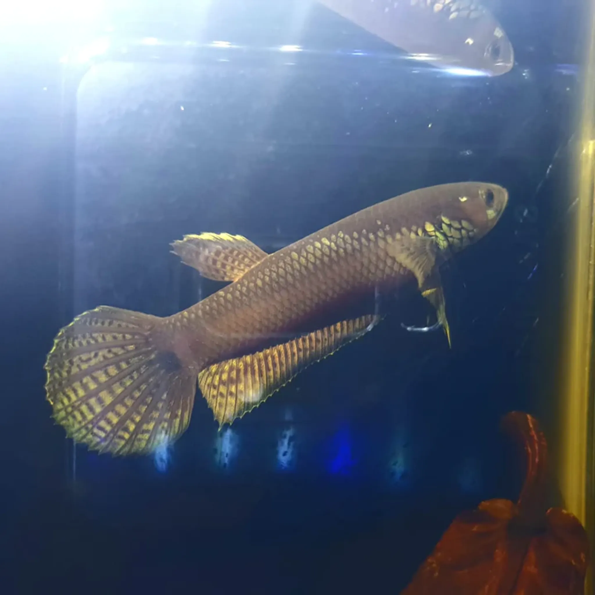 Betta Ocellata