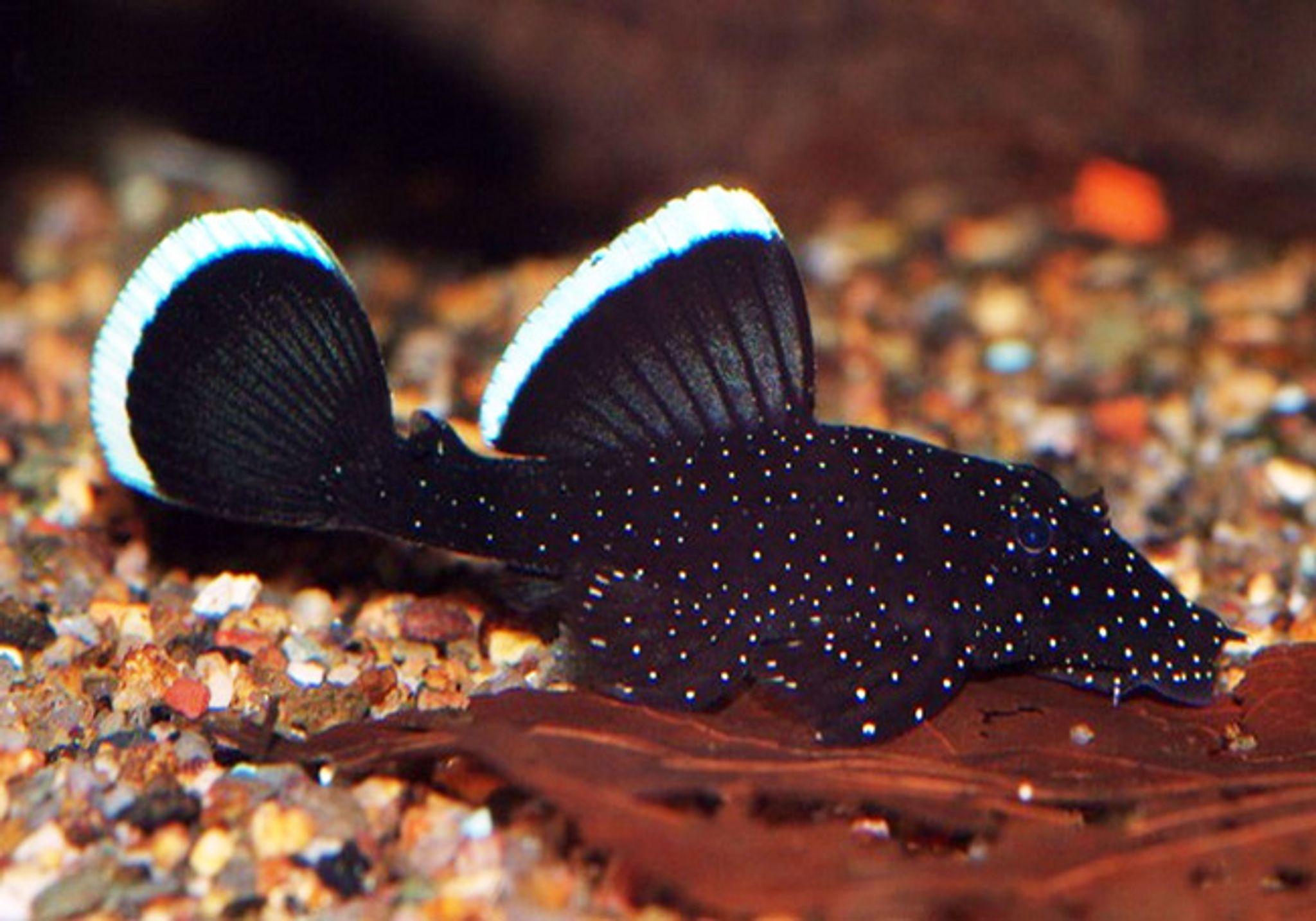 Pleco L183 (Starlight Bristlenose)