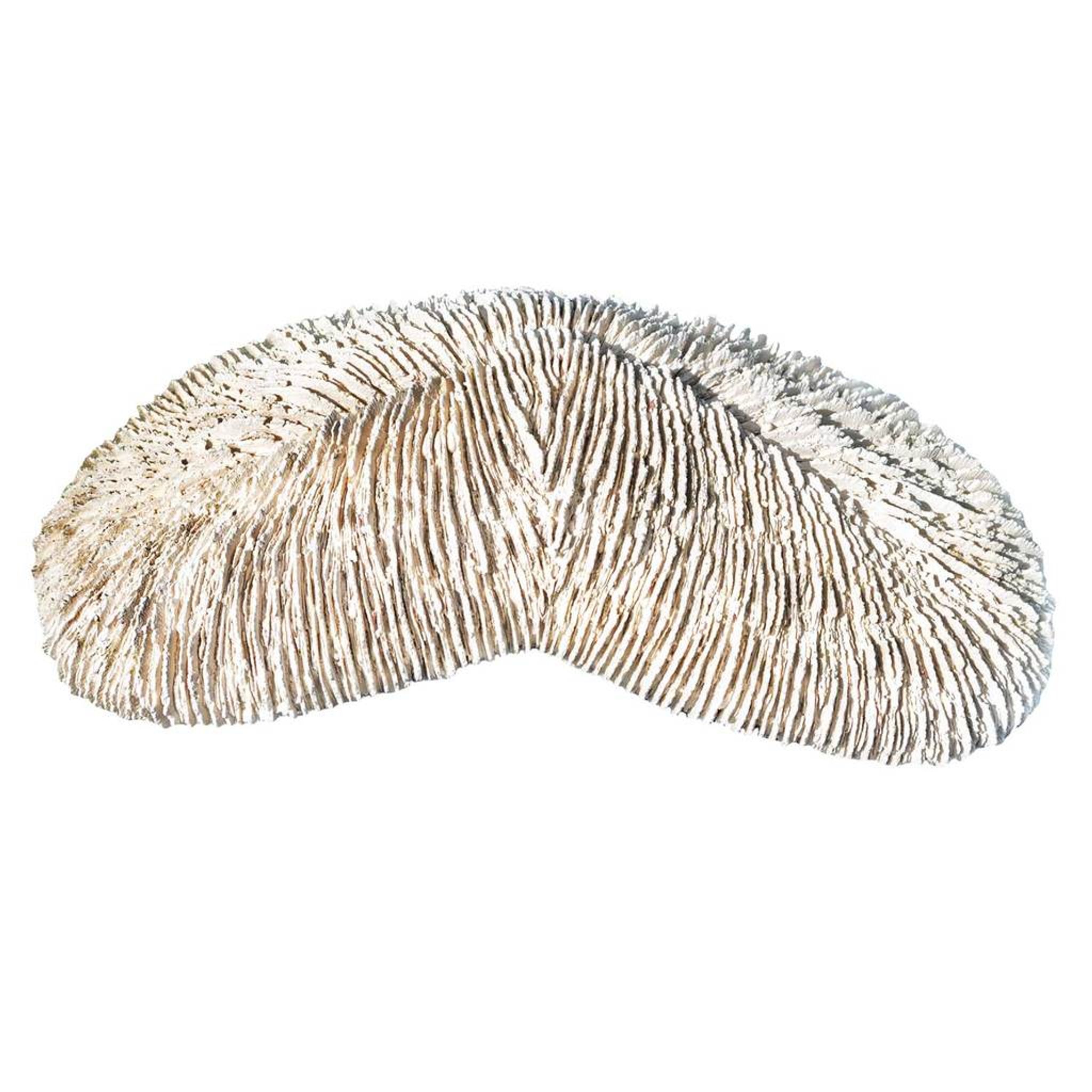 BACK TO NATURE HERPOLITHA LIMAX CORAL 24 X 13 X 6 CM