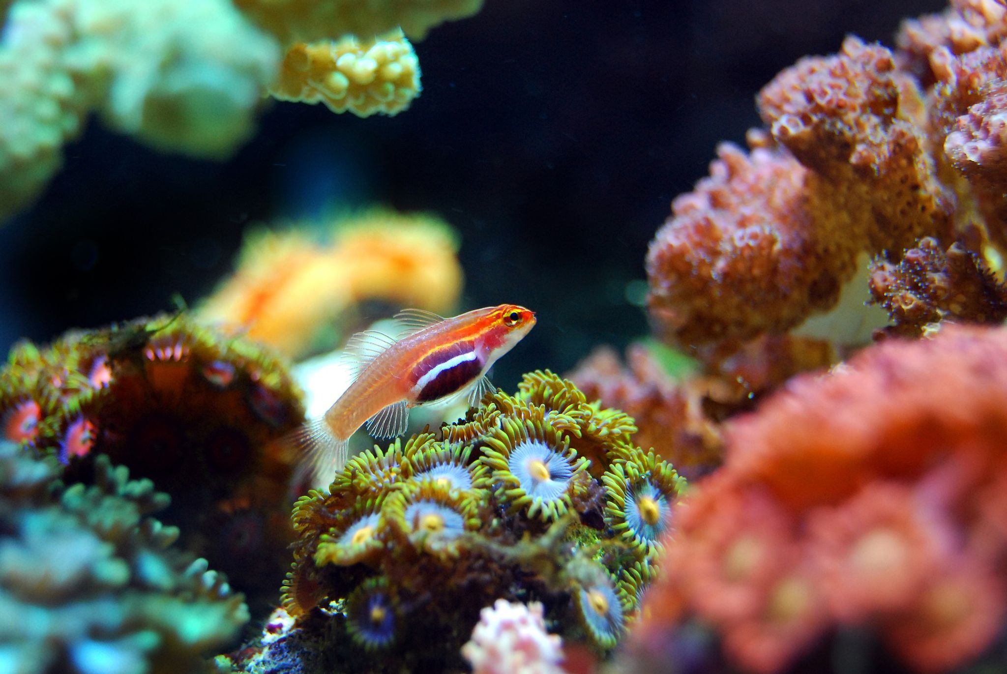 Marine/Freshwater Aquarium Setup Consultation