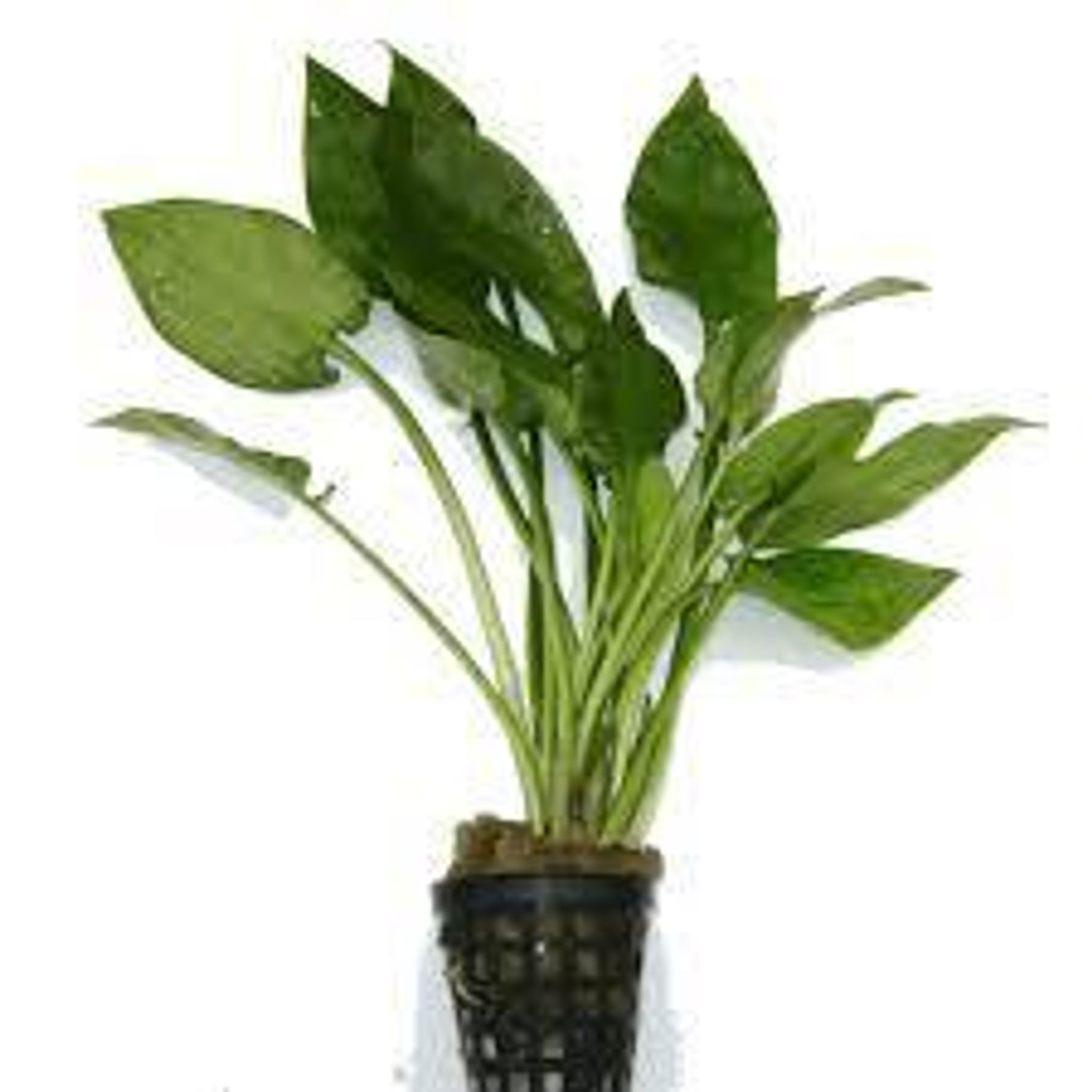 Cryptocoryne Pontederifolia