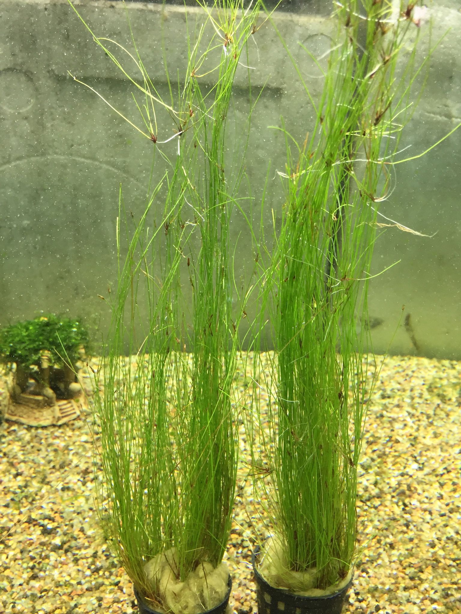 Eleocharis Vivipara