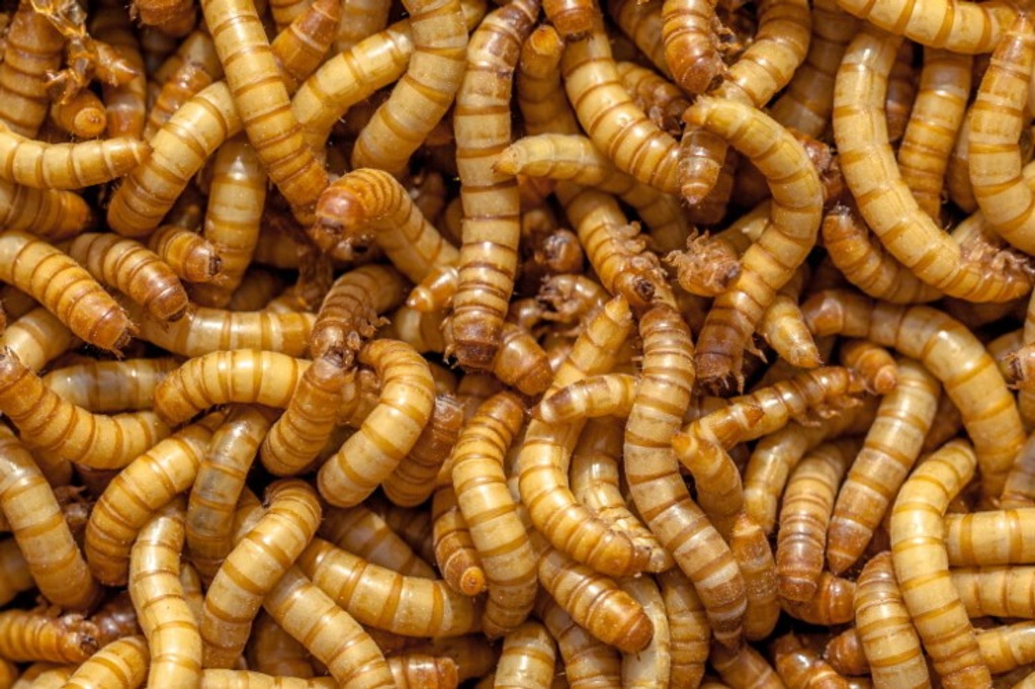 Mealworms Live Feeder