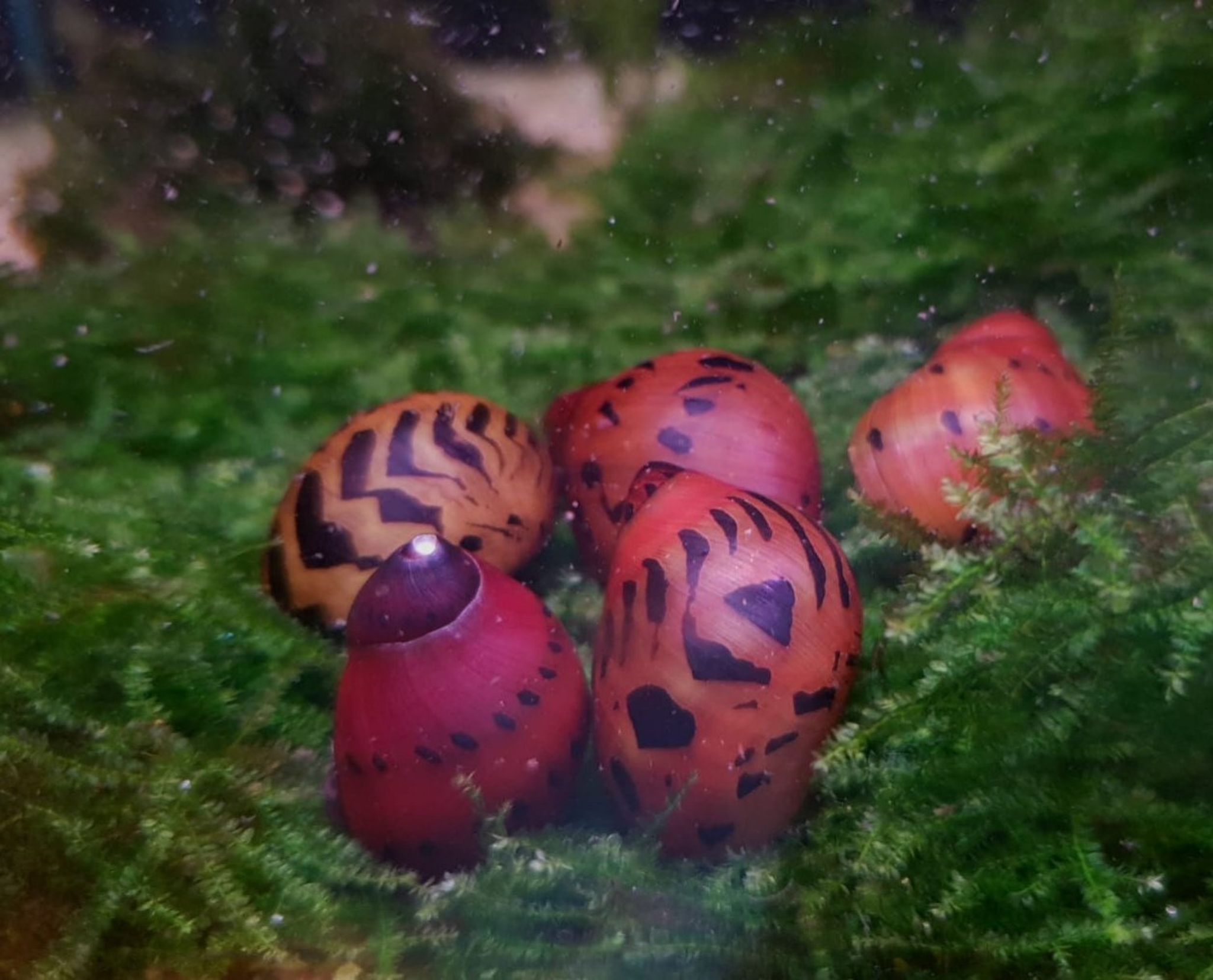 Red onion snail