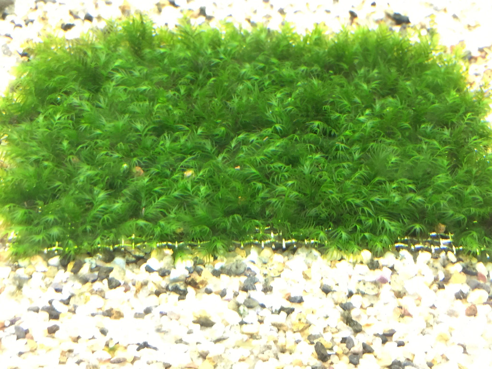 US Fissidens