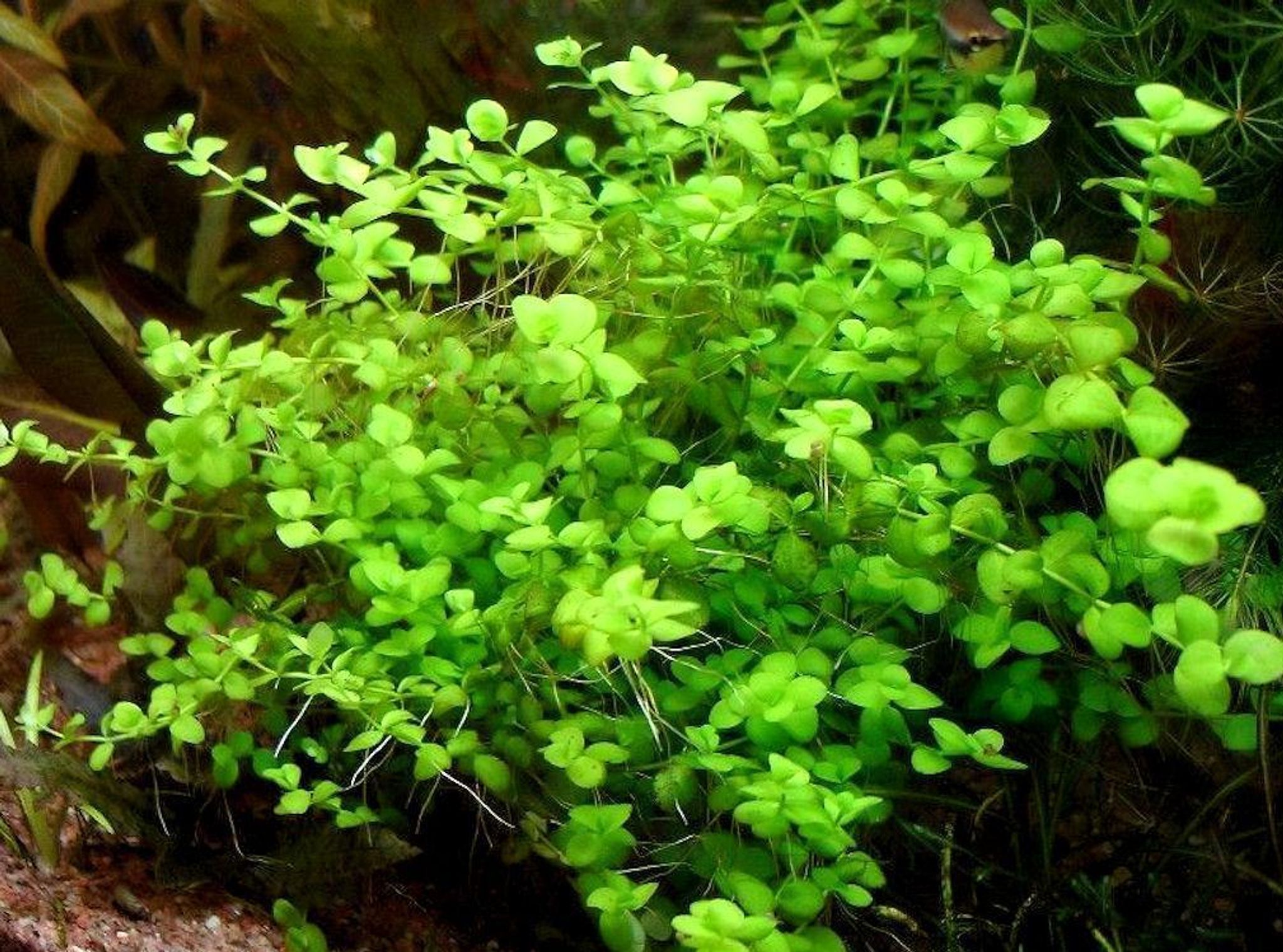 Micranthemum Umbrosum