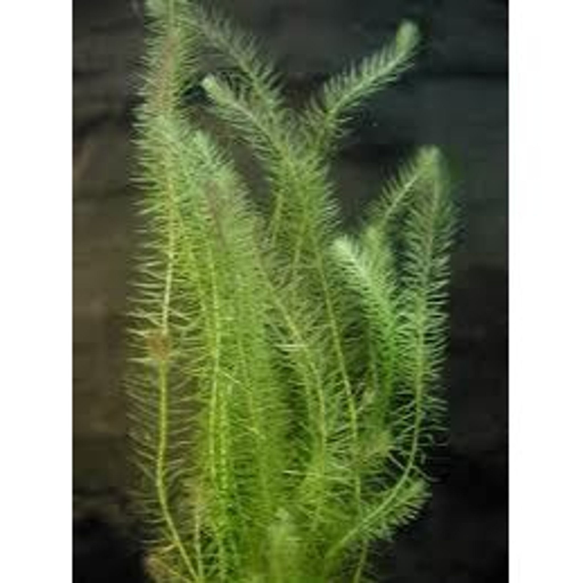 Mayaca Fluviatilis