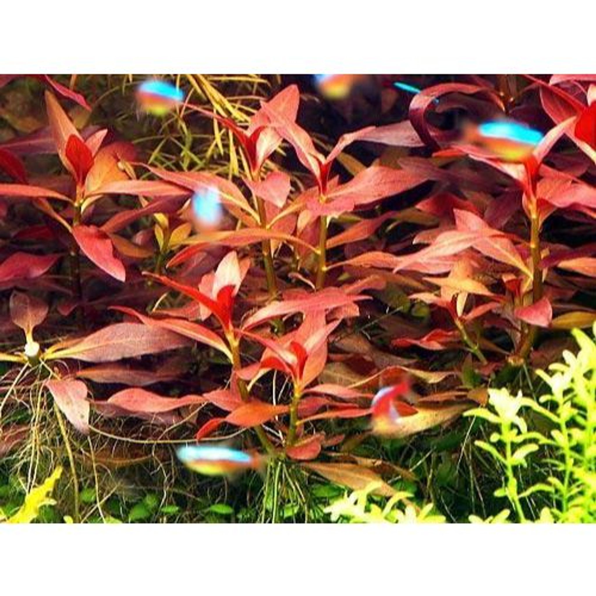 Ludwigia Glandulosa