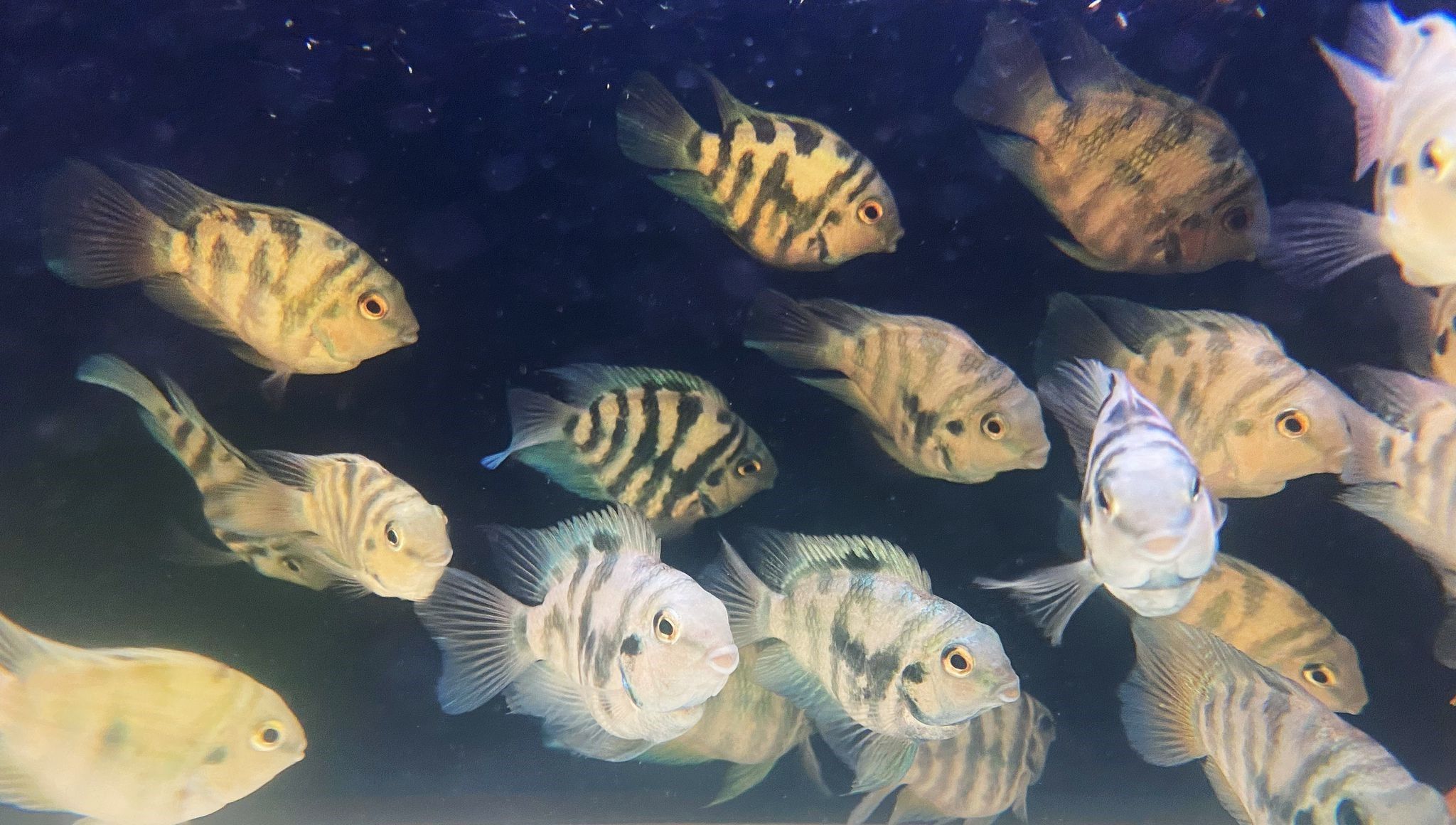 Convict Parrot Fish
