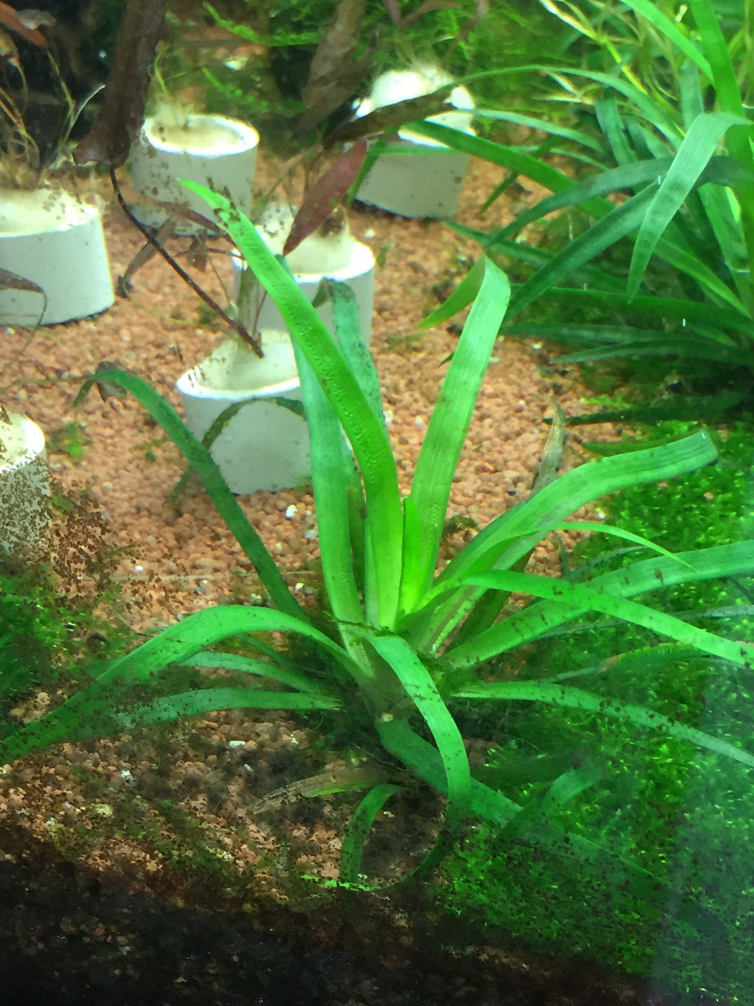 Eriocaulon Sp Vietnam
