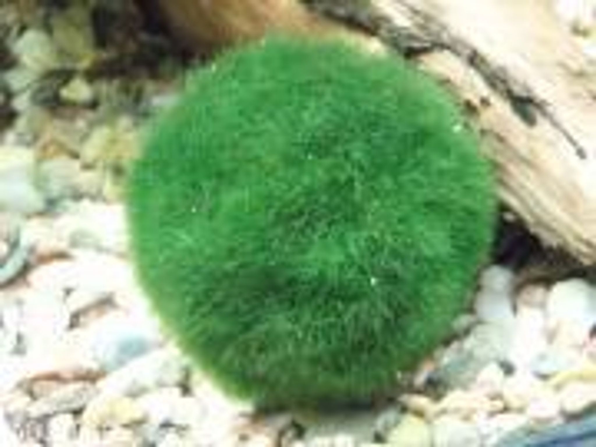 Cladophora Aegagropila 'Marimo'