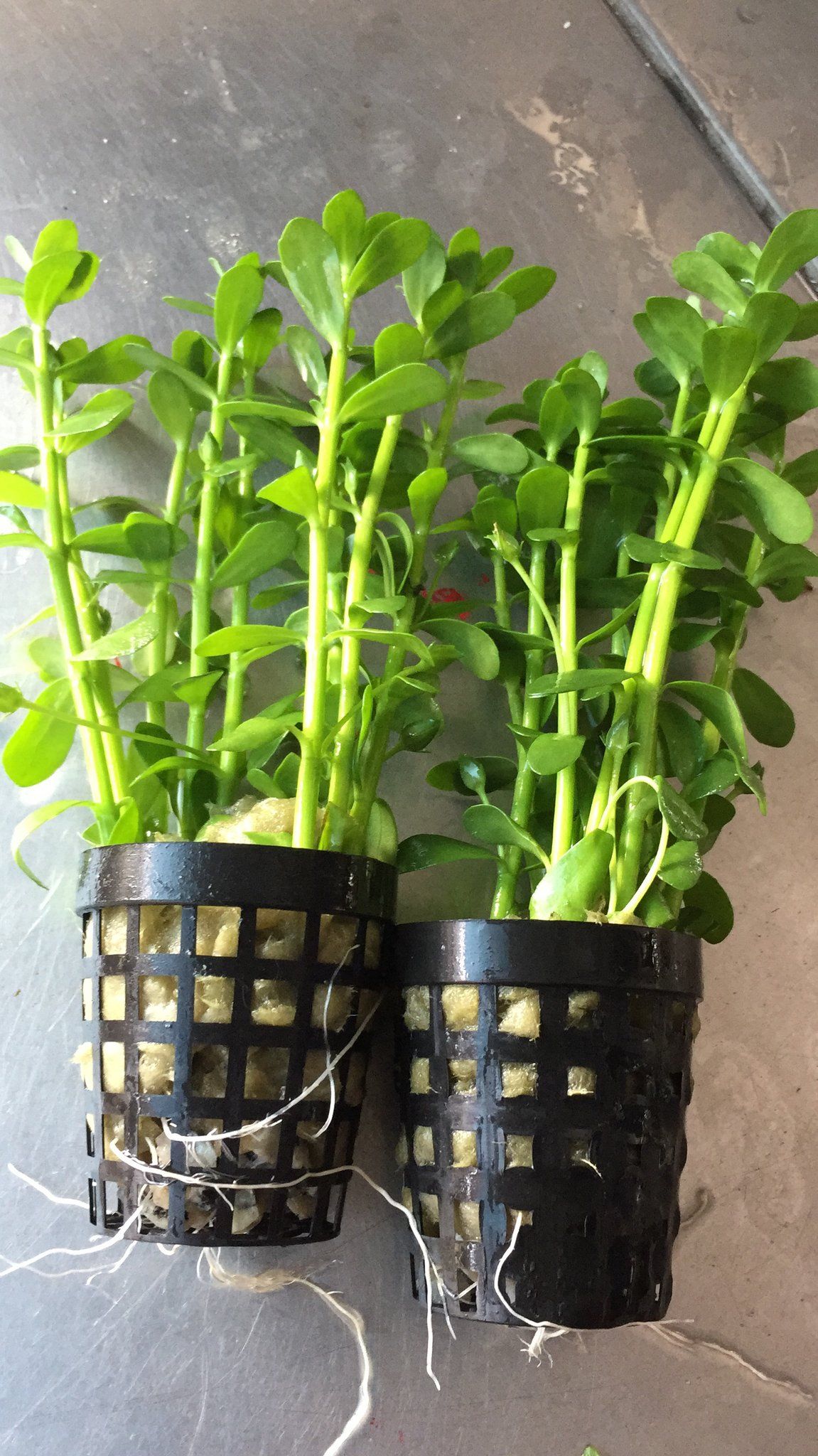 Bacopa Monnieri