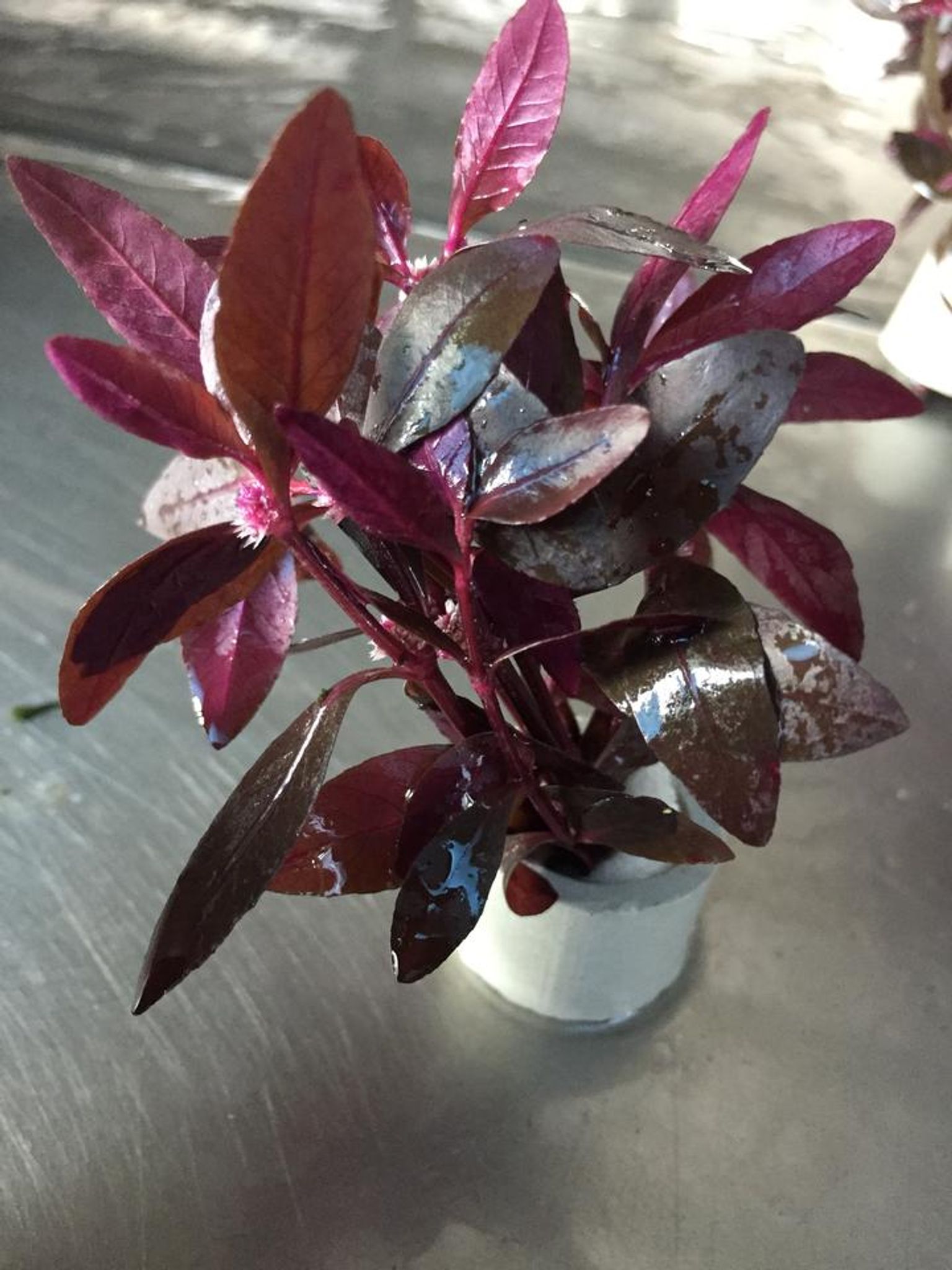 Alternanthera Sessilis