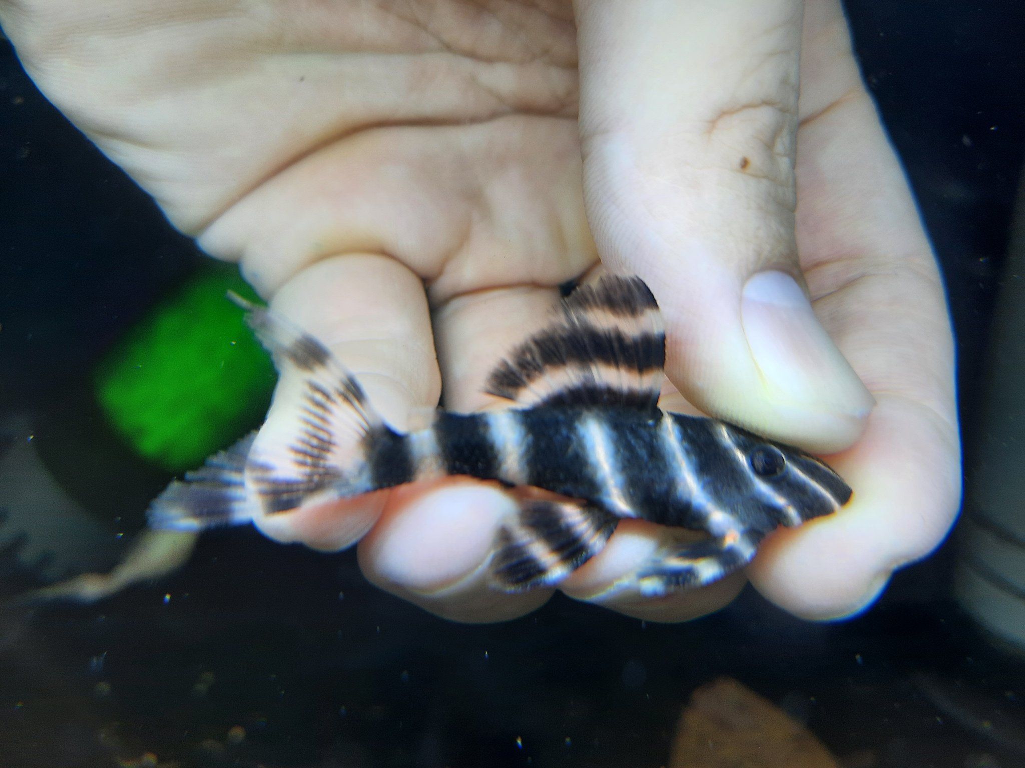 L204 Pleco