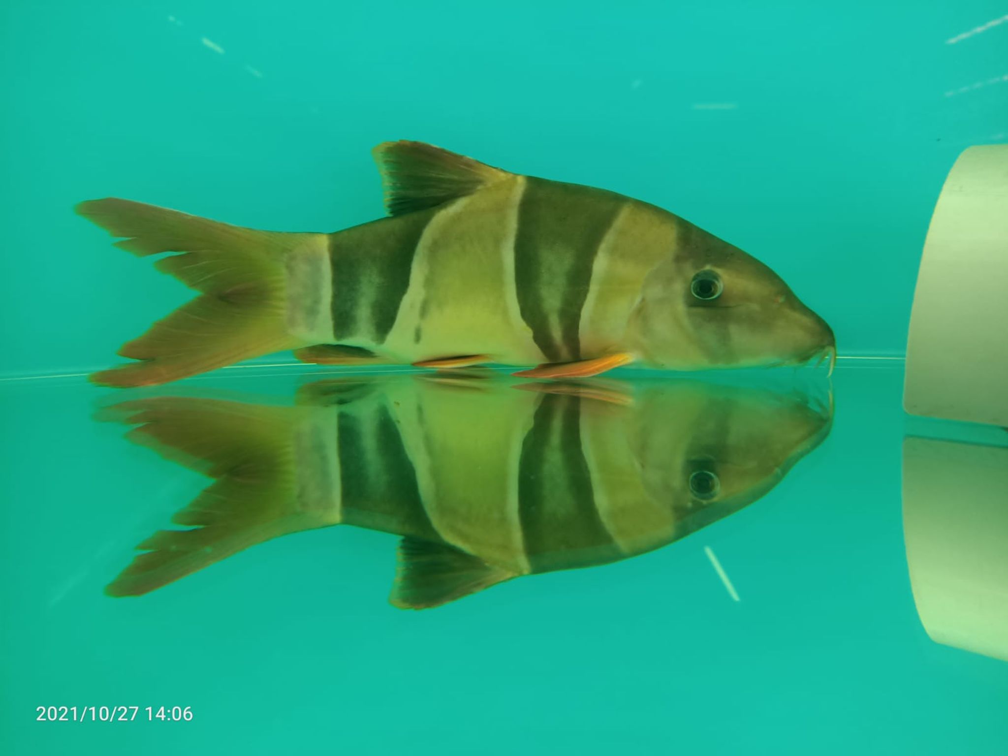 Clown Loach ( LK-0027 )