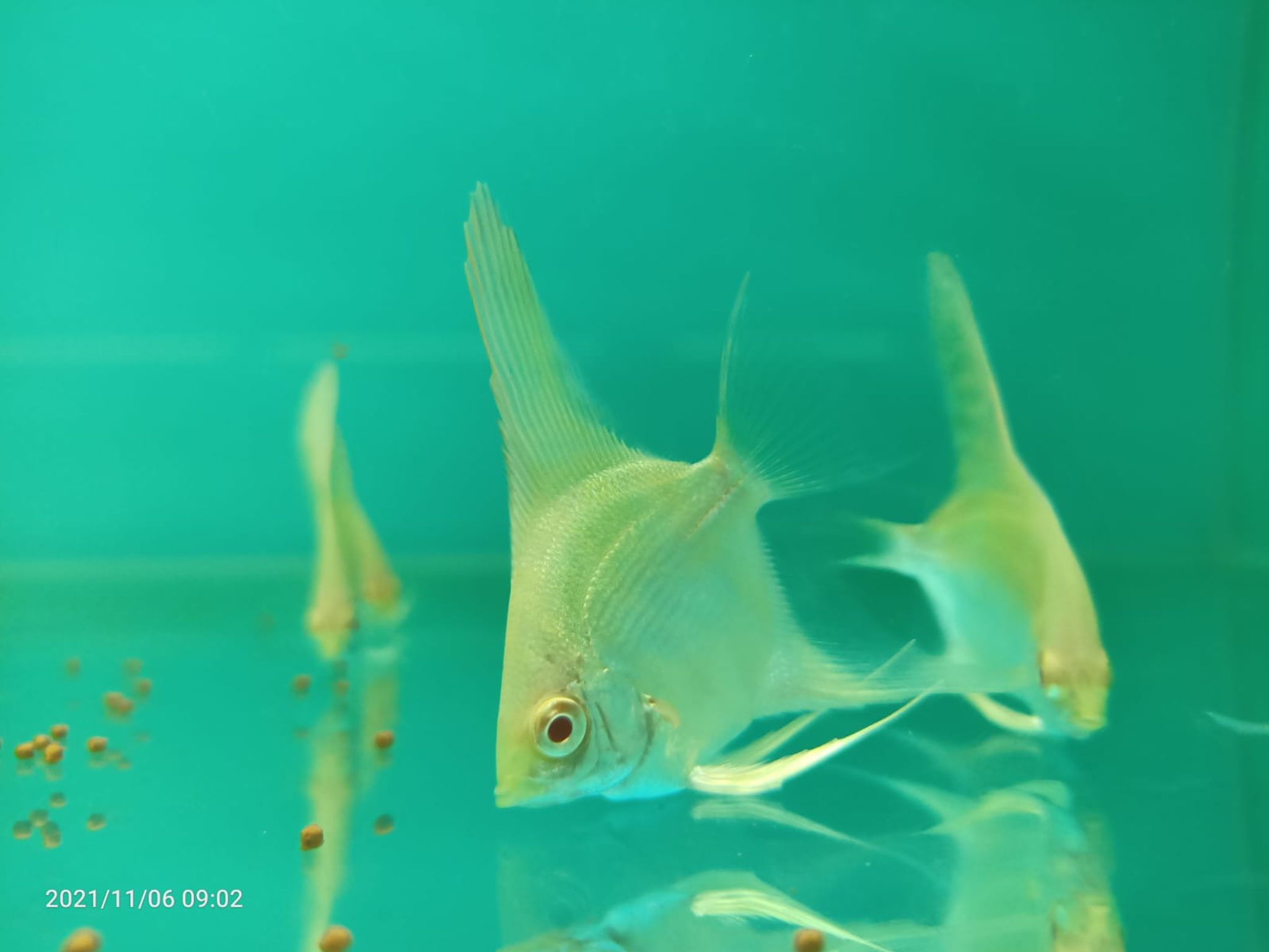 Albino Red Eye Angel (AA-0887 )