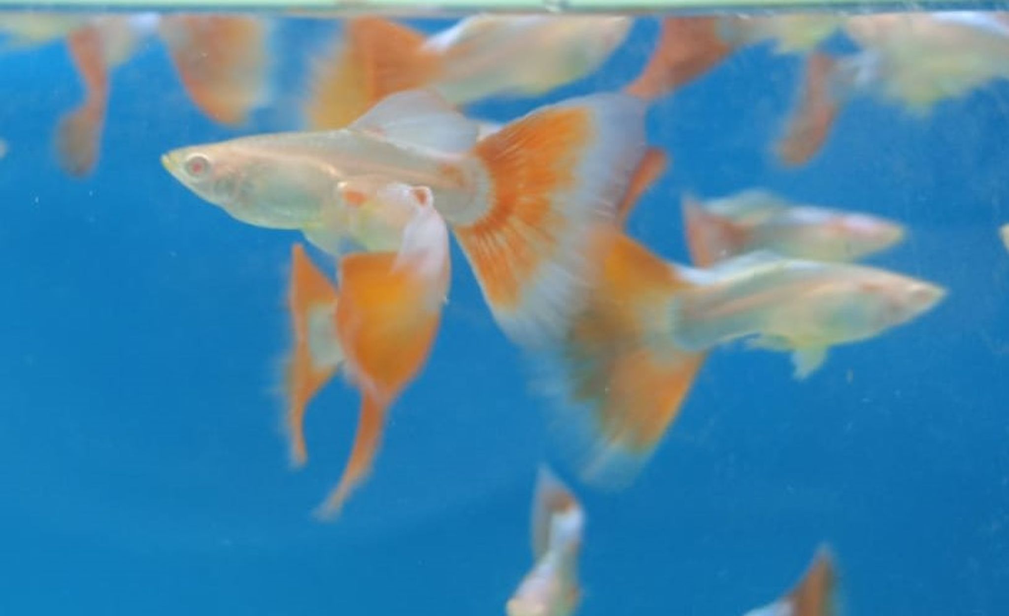 Big Pink Guppy - GP5103