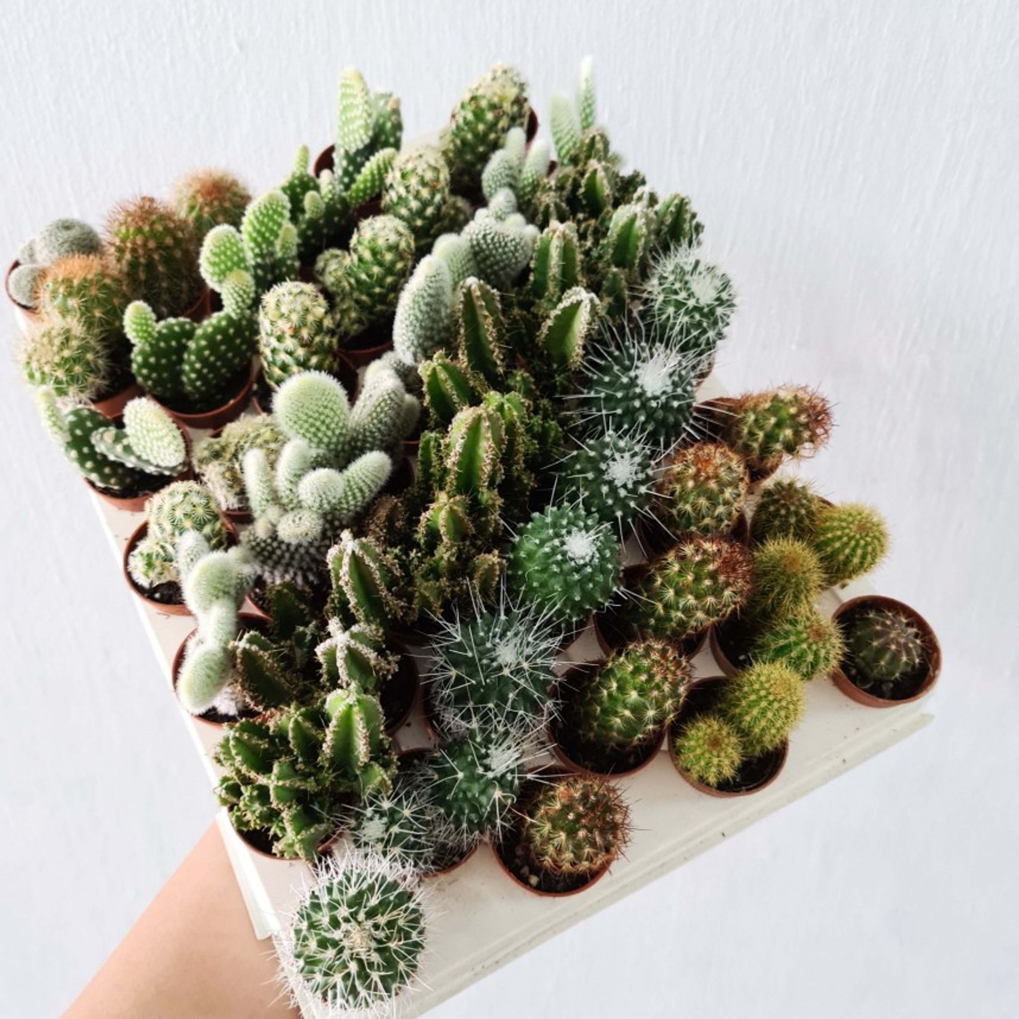 Assorted Holland Cactus (3 random pots)