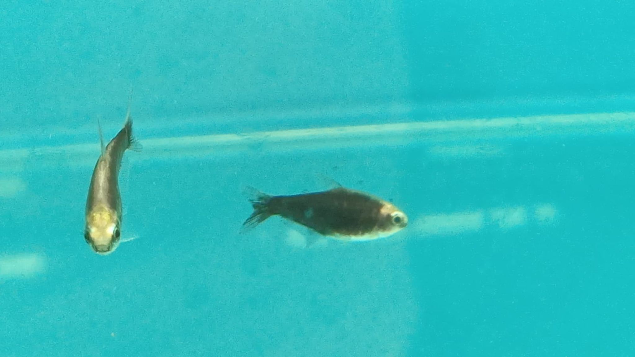 Black Emperor Tetra Nematobrycon palmeri black ( TT-0998 )